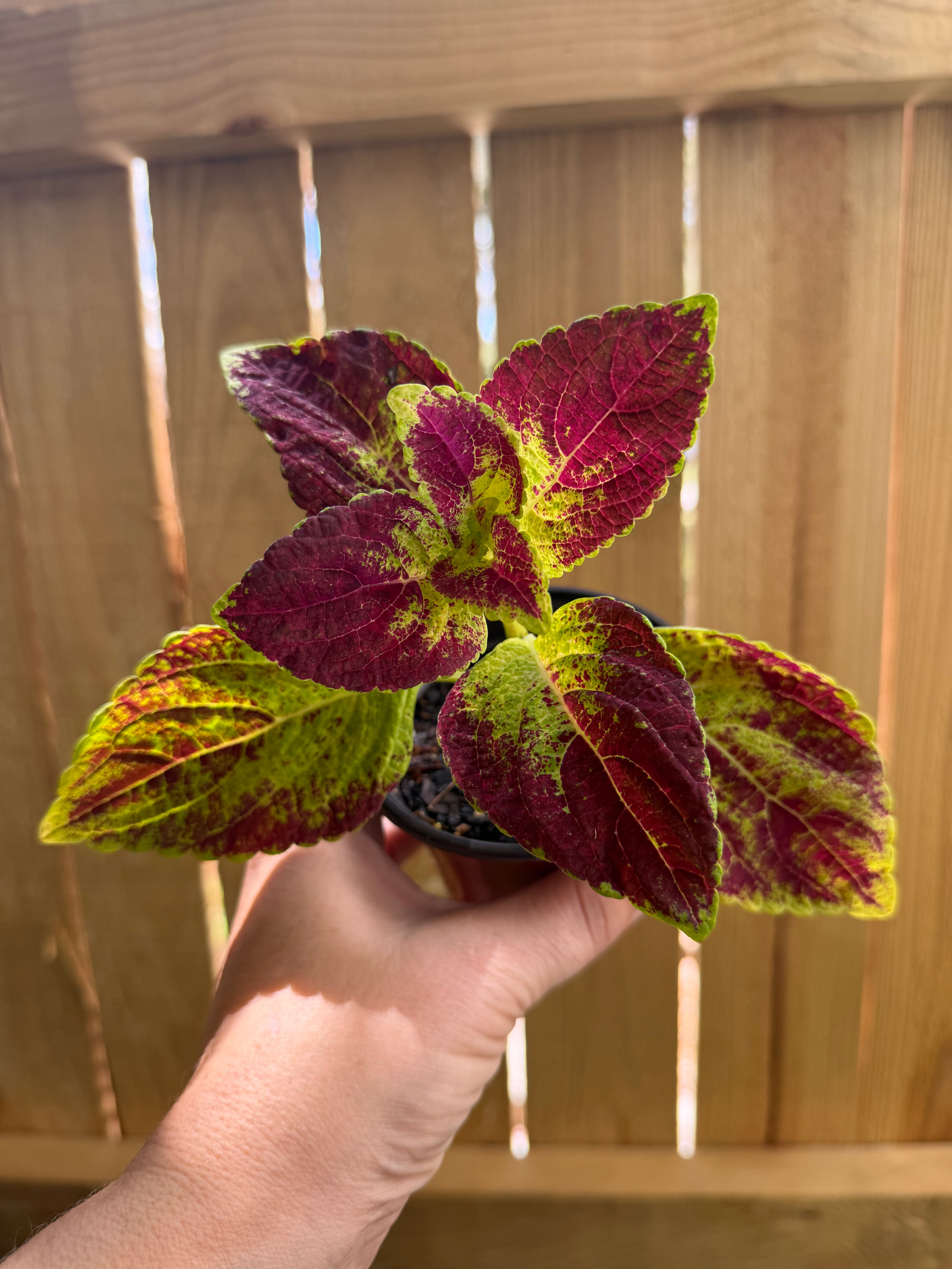 Coleus 'Dipt in Wine' | 3" Pot