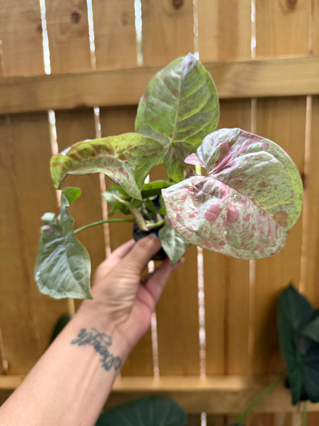 Syngonium ‘Milk Confetti’ | 3” Pot