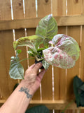 Syngonium ‘Milk Confetti’ | 3” Pot