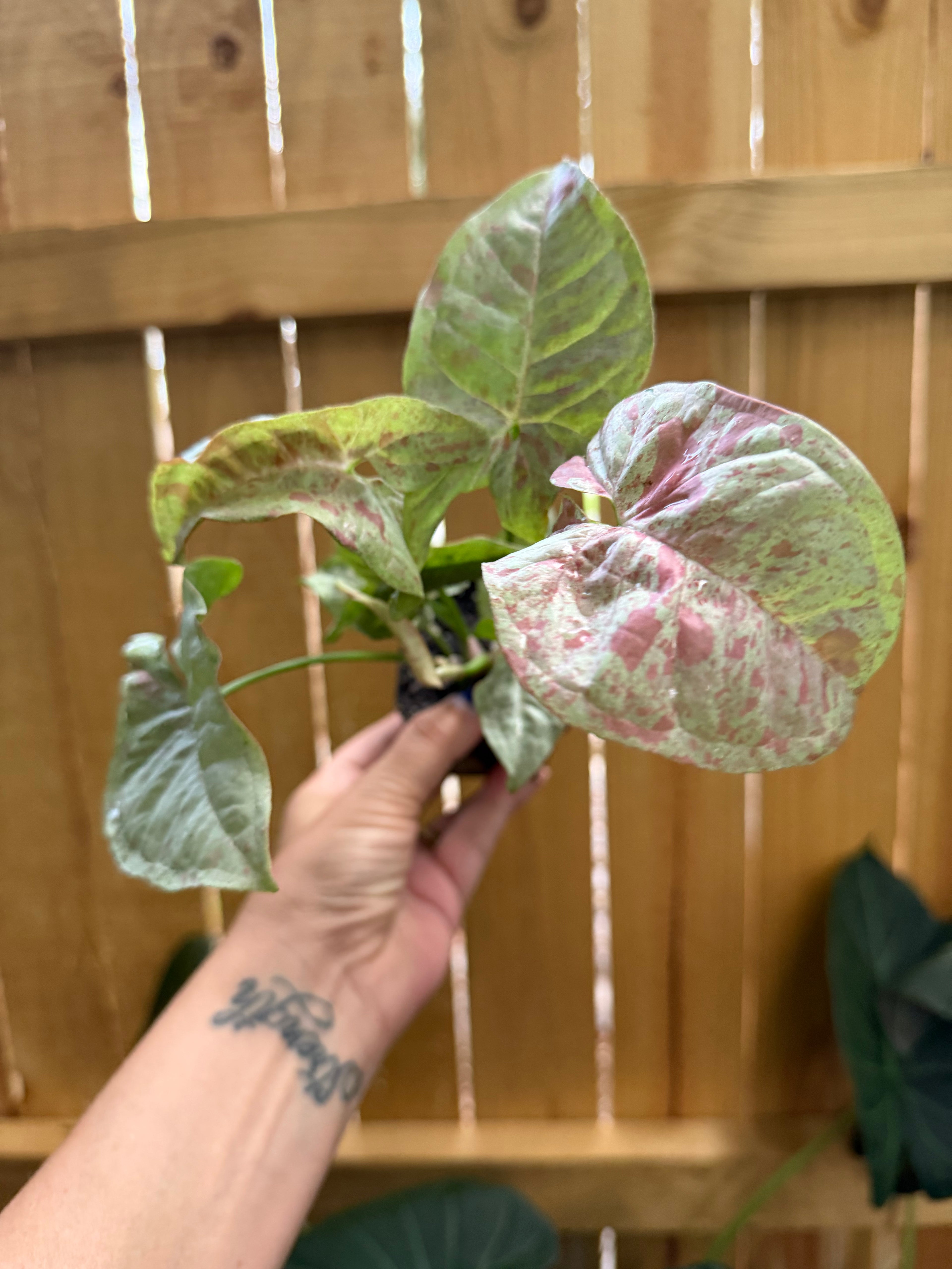 Syngonium ‘Milk Confetti’ | 3” Pot