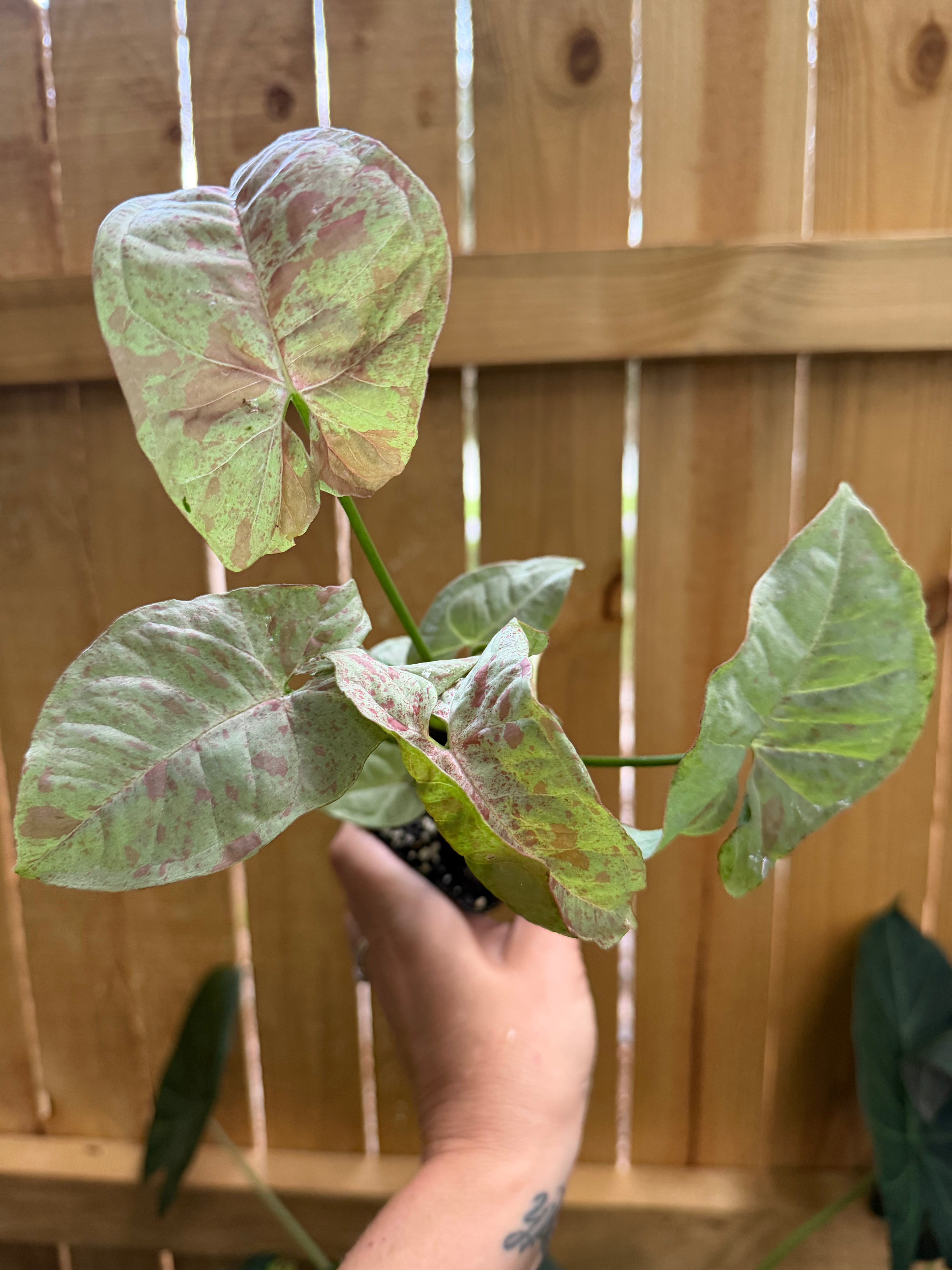 Syngonium ‘Milk Confetti’ | 3” Pot