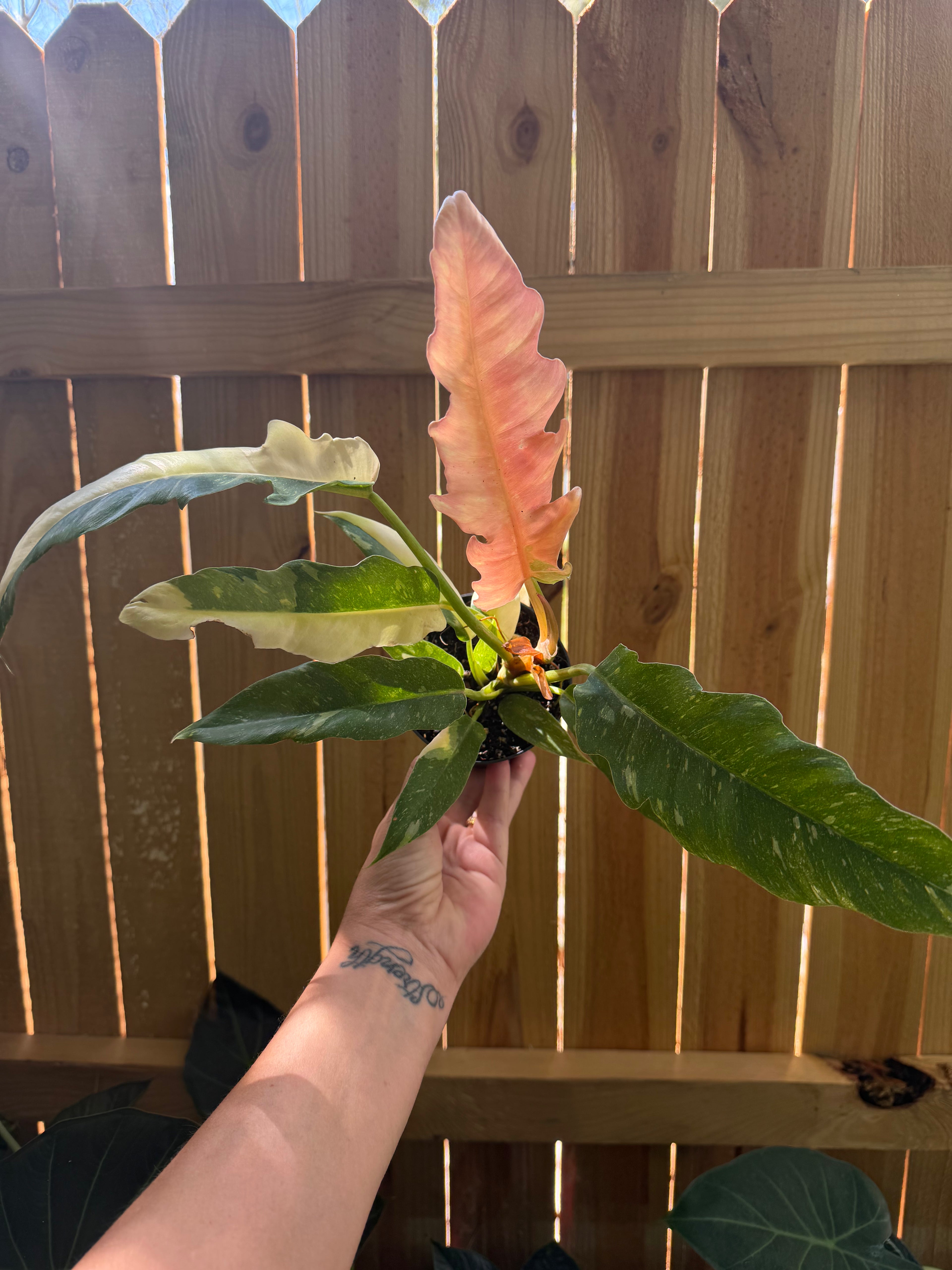 Philodendron ‘Ring of Fire’ | 4” Pot