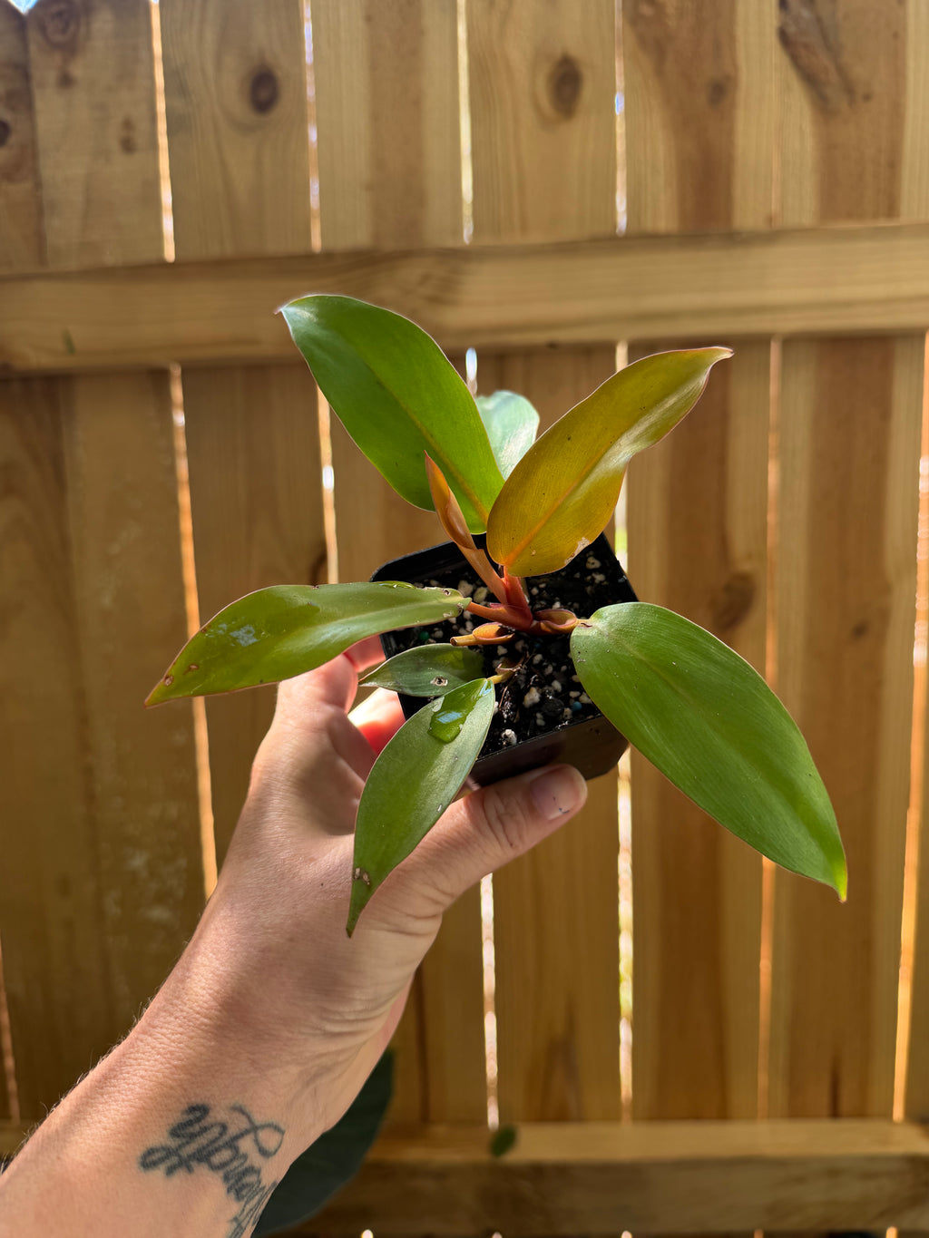 Philodendron ‘Prince of Orange’ | 3" Pot