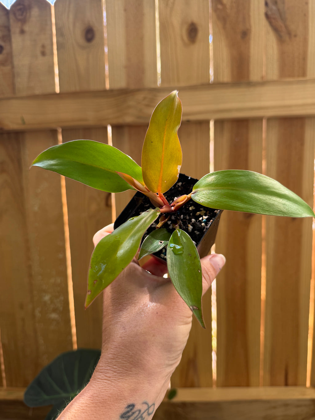 Philodendron ‘Prince of Orange’ | 3" Pot
