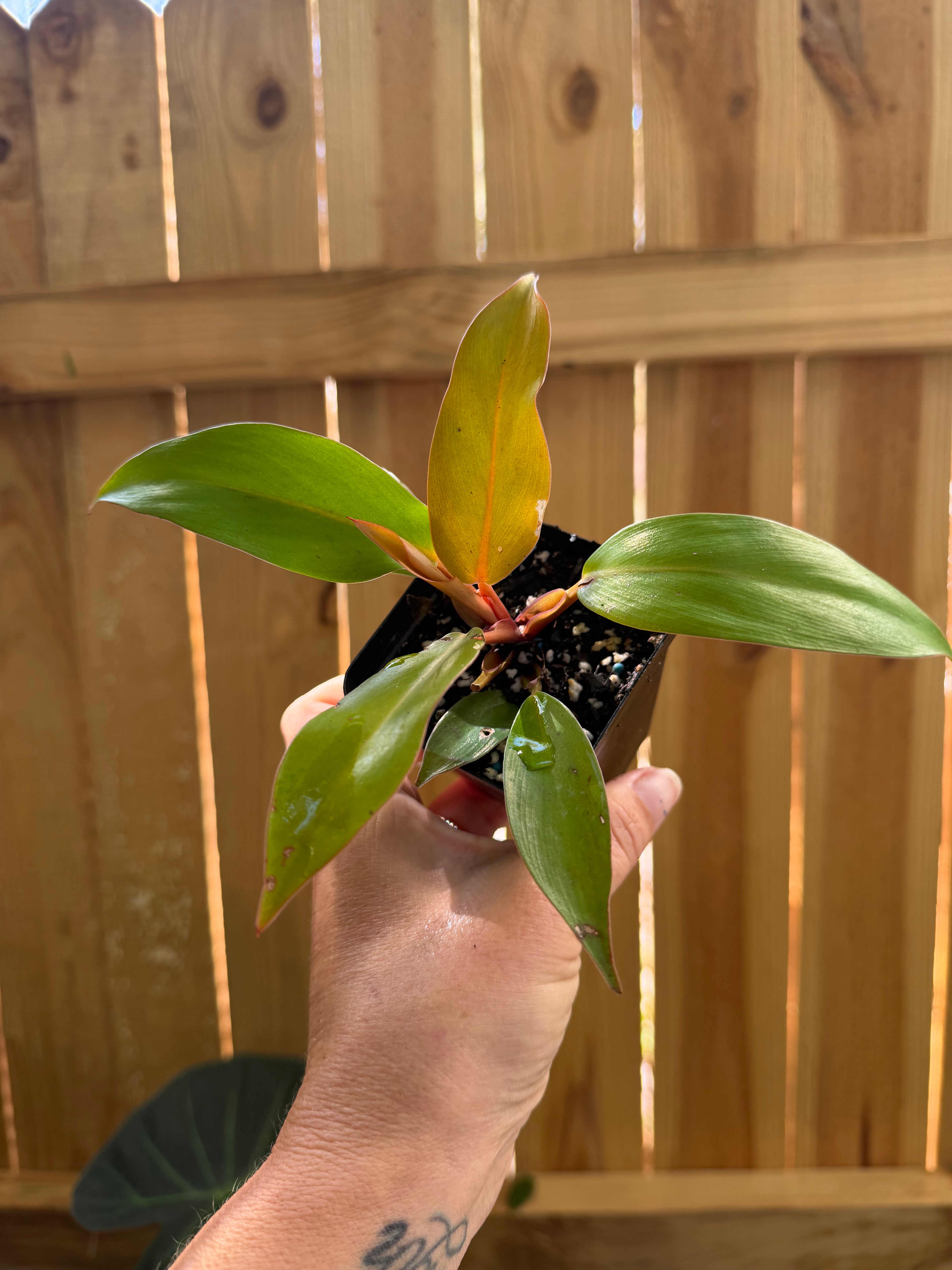 Philodendron ‘Prince of Orange’ | 3" Pot