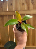 Philodendron ‘Prince of Orange’ | 3" Pot
