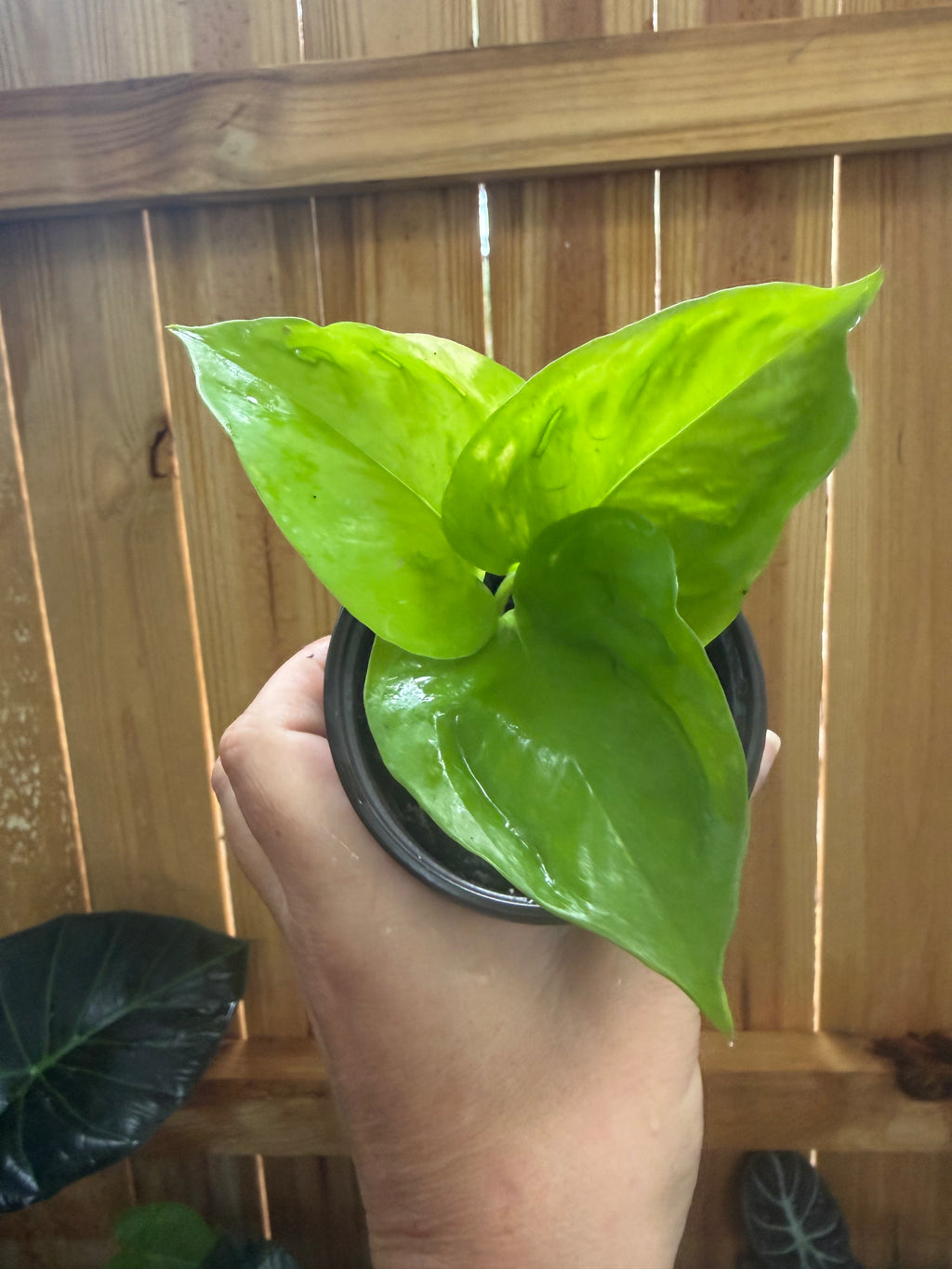Epipremnum ‘Champs-Élysées’ | 3" Pot