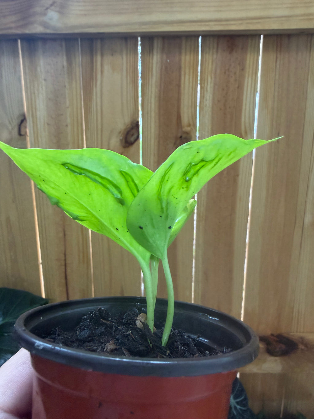 Epipremnum ‘Champs-Élysées’ | 3" Pot