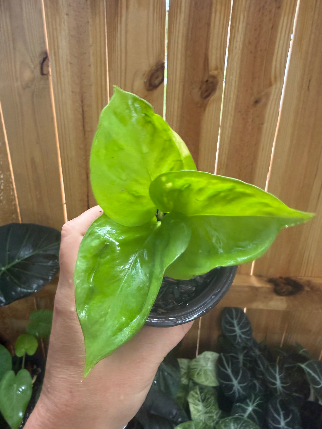 Epipremnum ‘Champs-Élysées’ | 3" Pot