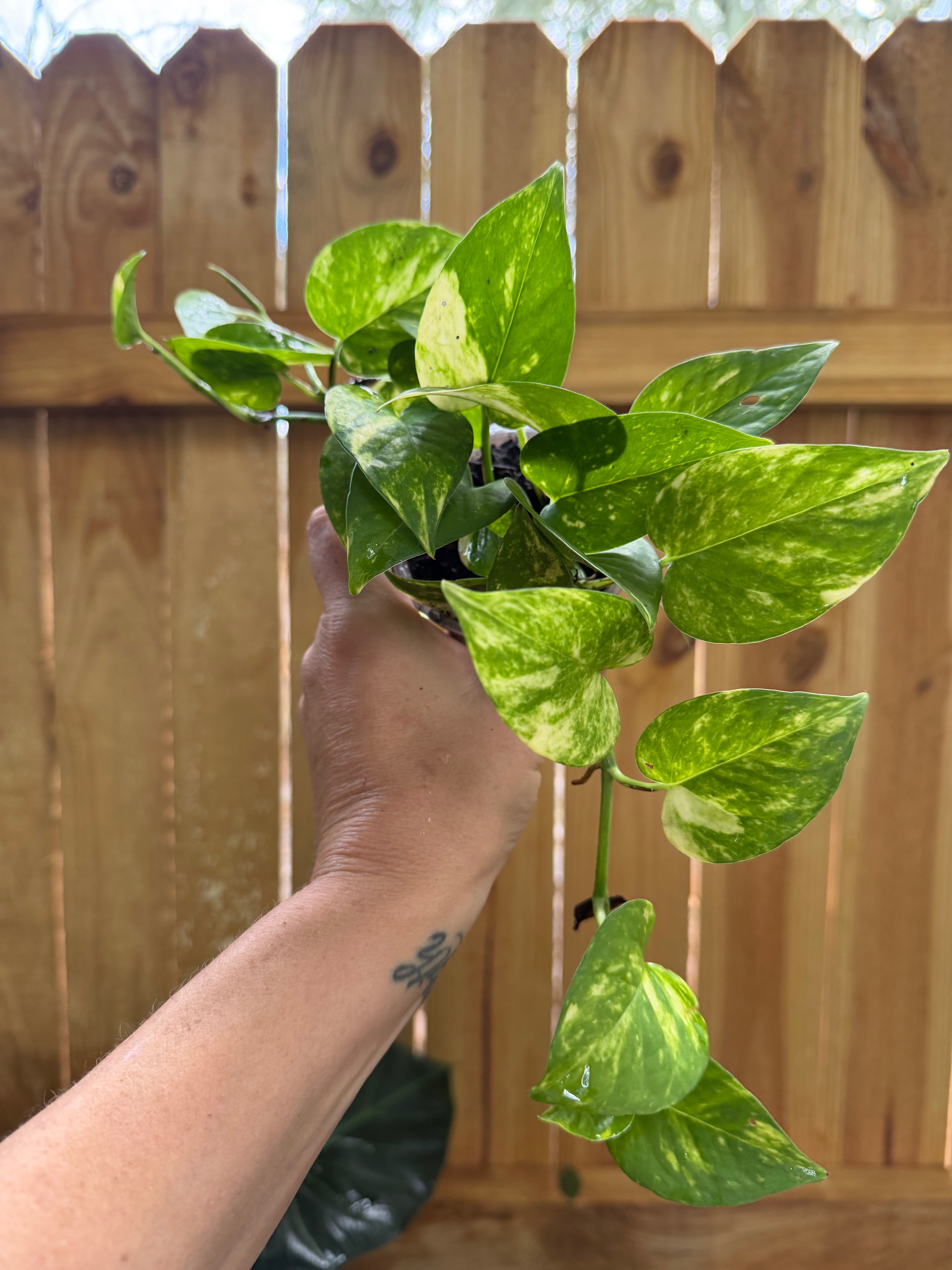 Epipremnum aureum ‘Hawaiian’ | 3" Pot