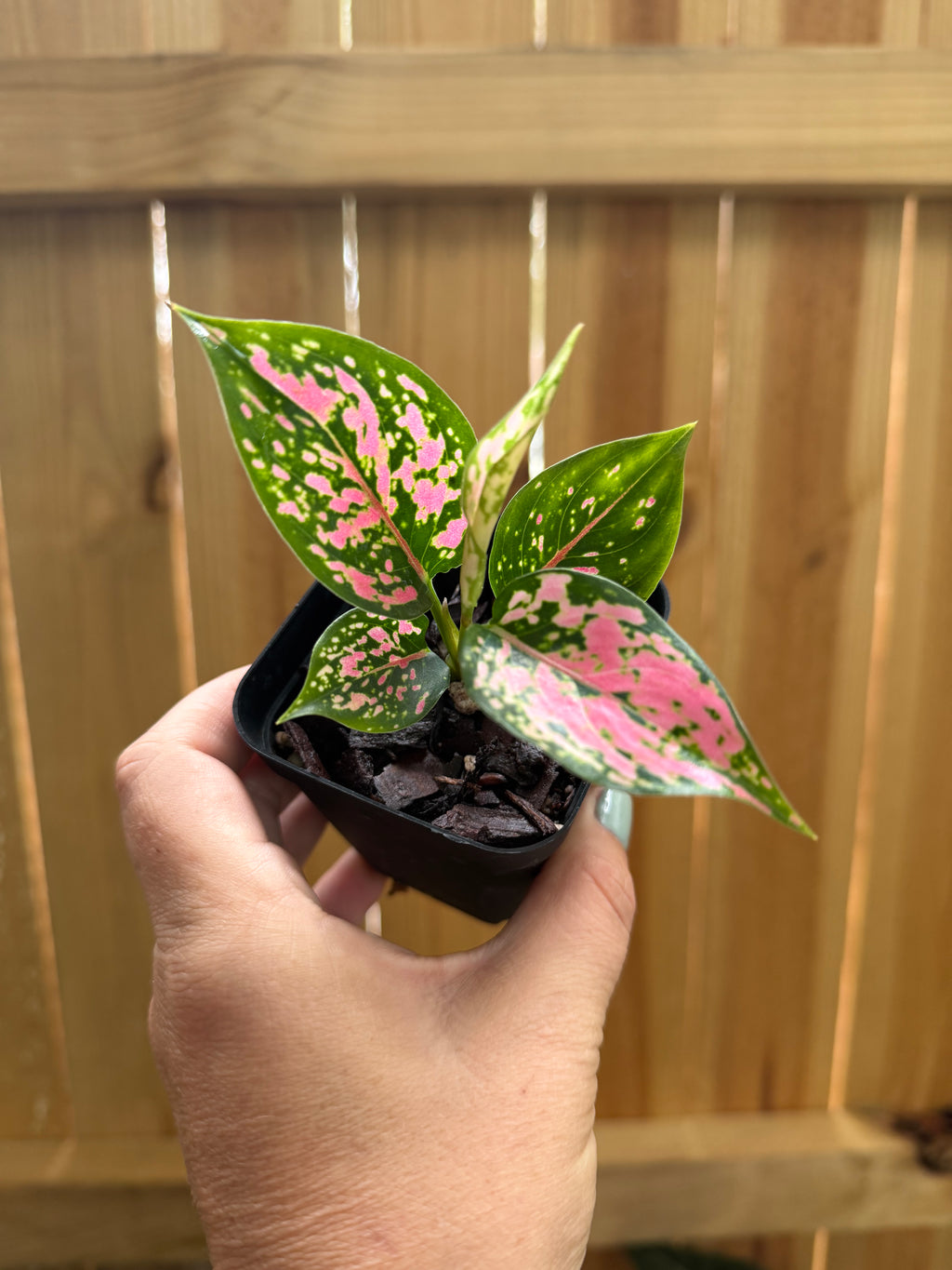 Aglaonema ‘Lady Valentine’ | 3" Pot