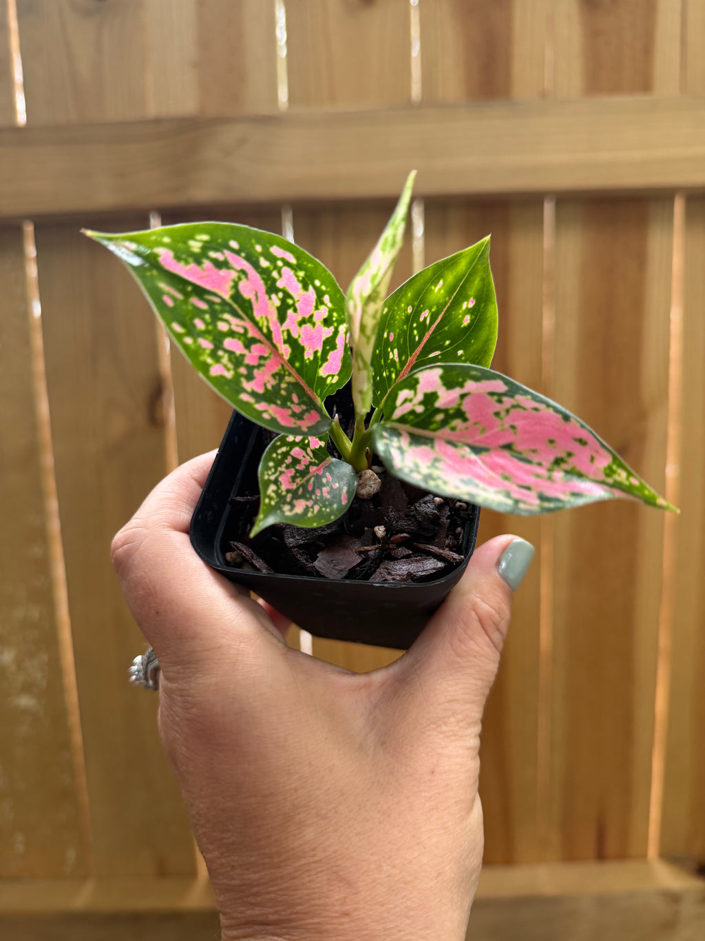 Aglaonema ‘Lady Valentine’ | 3" Pot