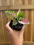 Aglaonema ‘Lady Valentine’ | 3" Pot