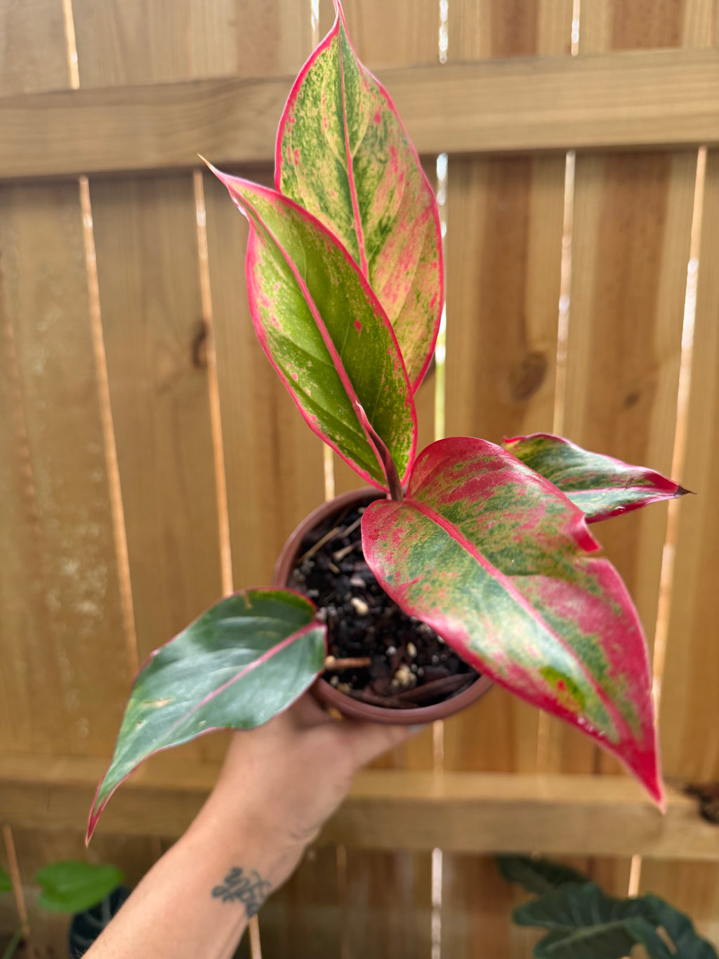 Aglaonema ‘Siam Aurora’ | 4" Pot