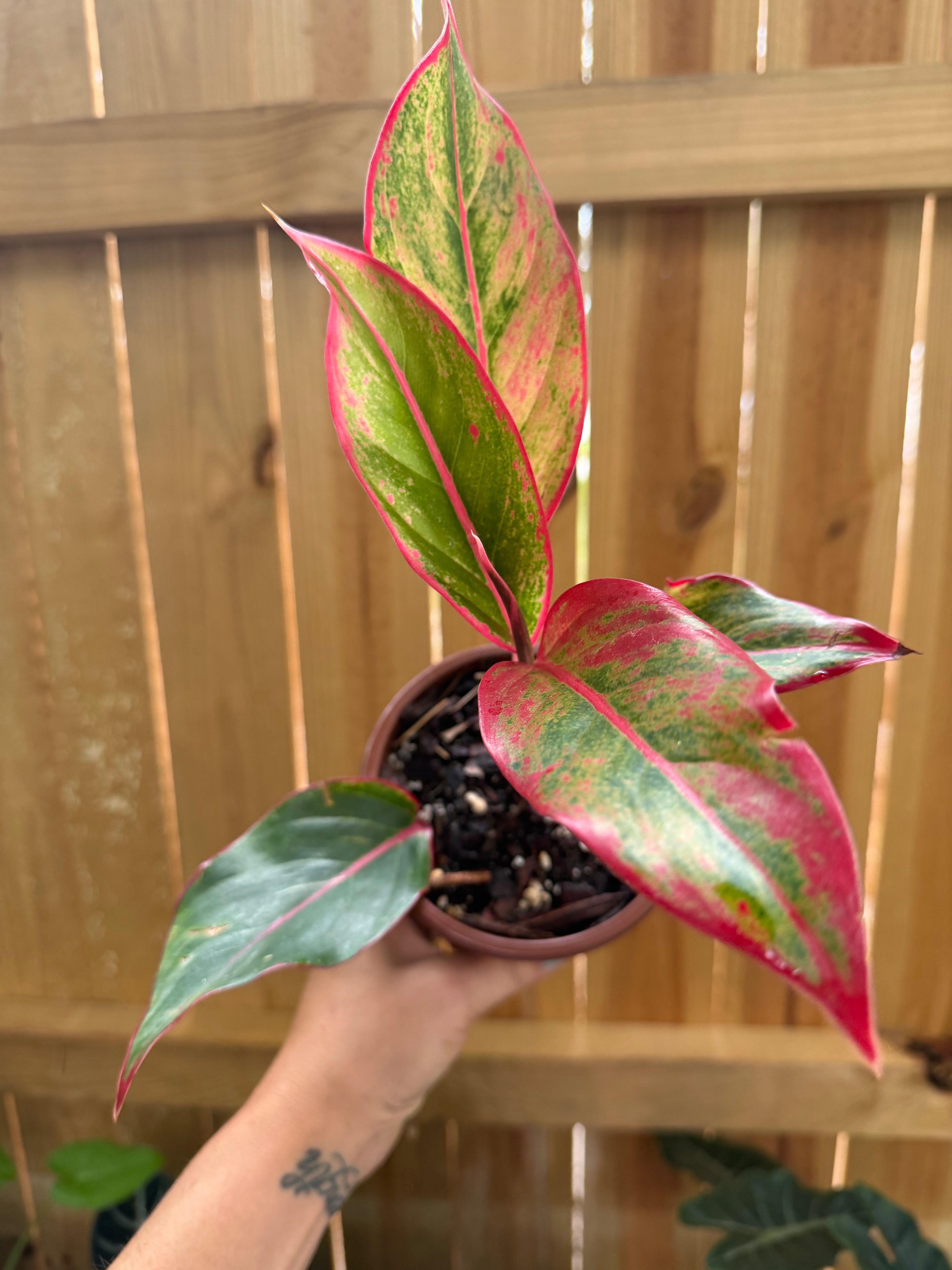 Aglaonema ‘Siam Aurora’ | 4" Pot