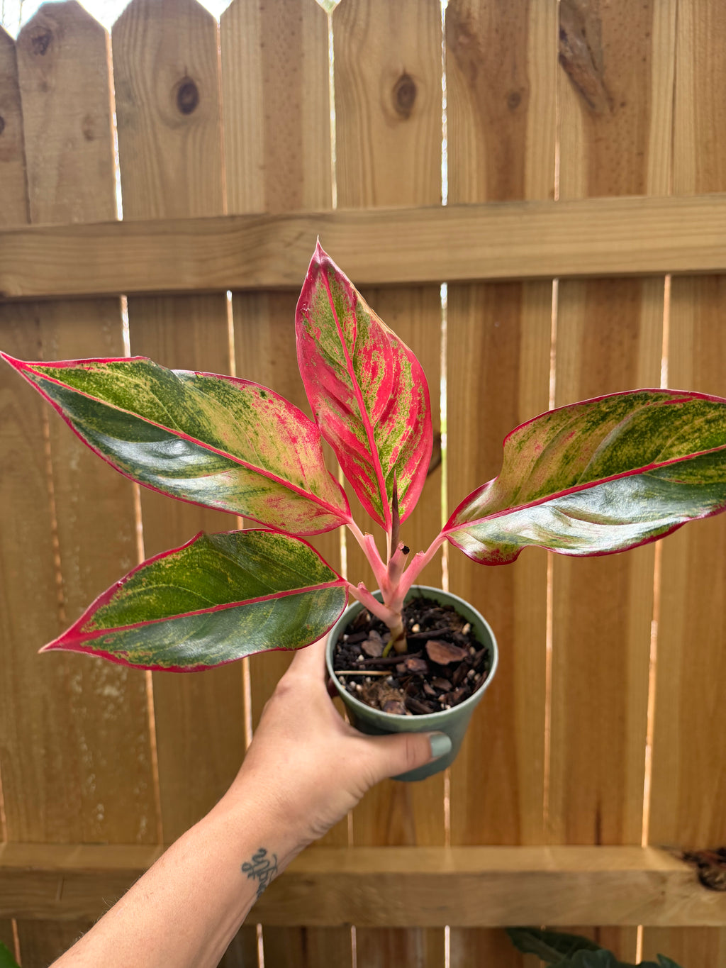 Aglaonema ‘Siam Aurora’ | 4" Pot