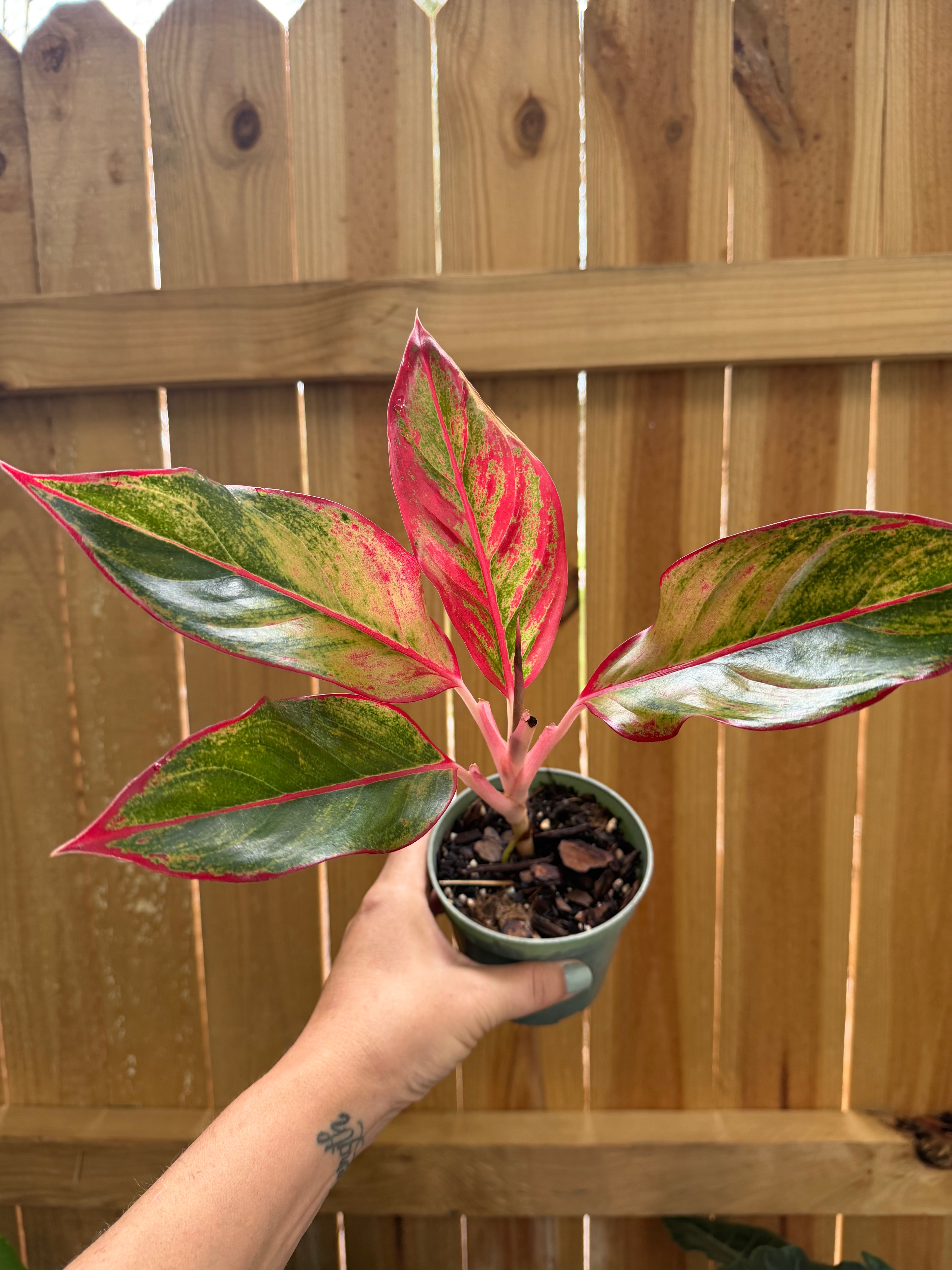 Aglaonema ‘Siam Aurora’ | 4" Pot