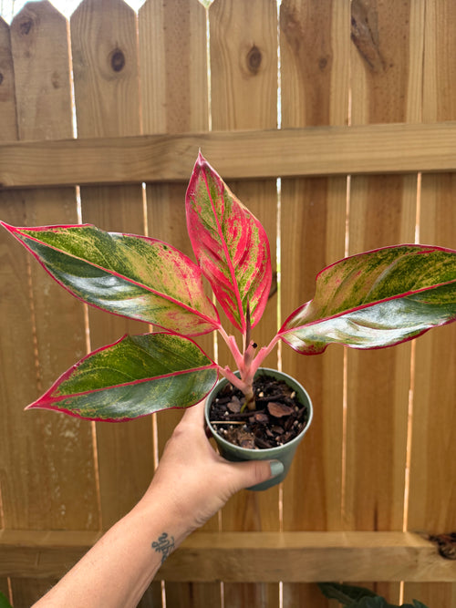 Aglaonema ‘Siam Aurora’ | 4" Pot