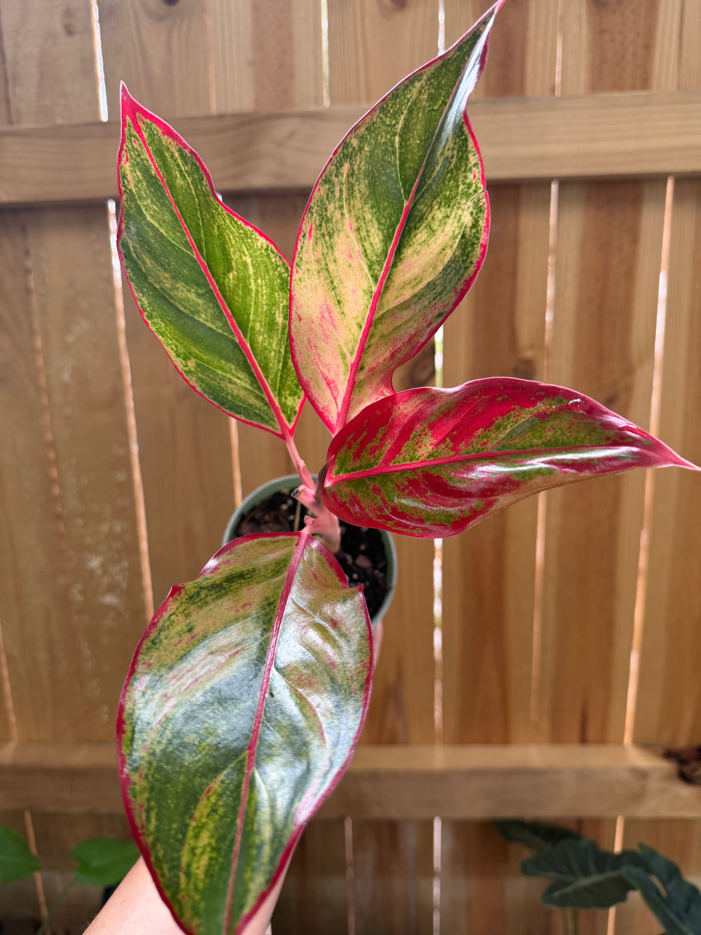 Aglaonema ‘Siam Aurora’ | 4" Pot