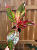 Aglaonema ‘Siam Aurora’ | 4" Pot