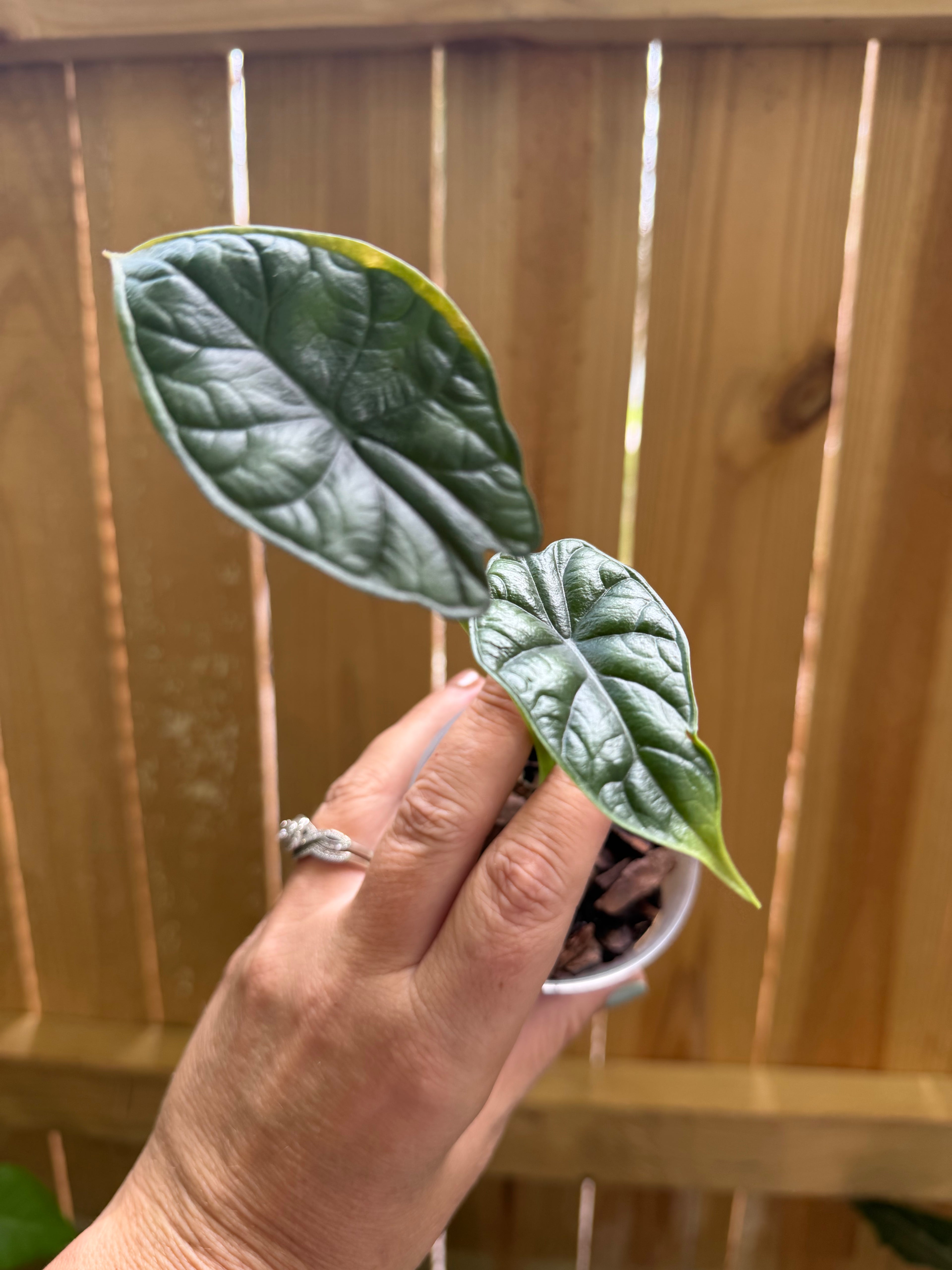 Alocasia baginda ‘Dragon Scale’ | 3" Pot