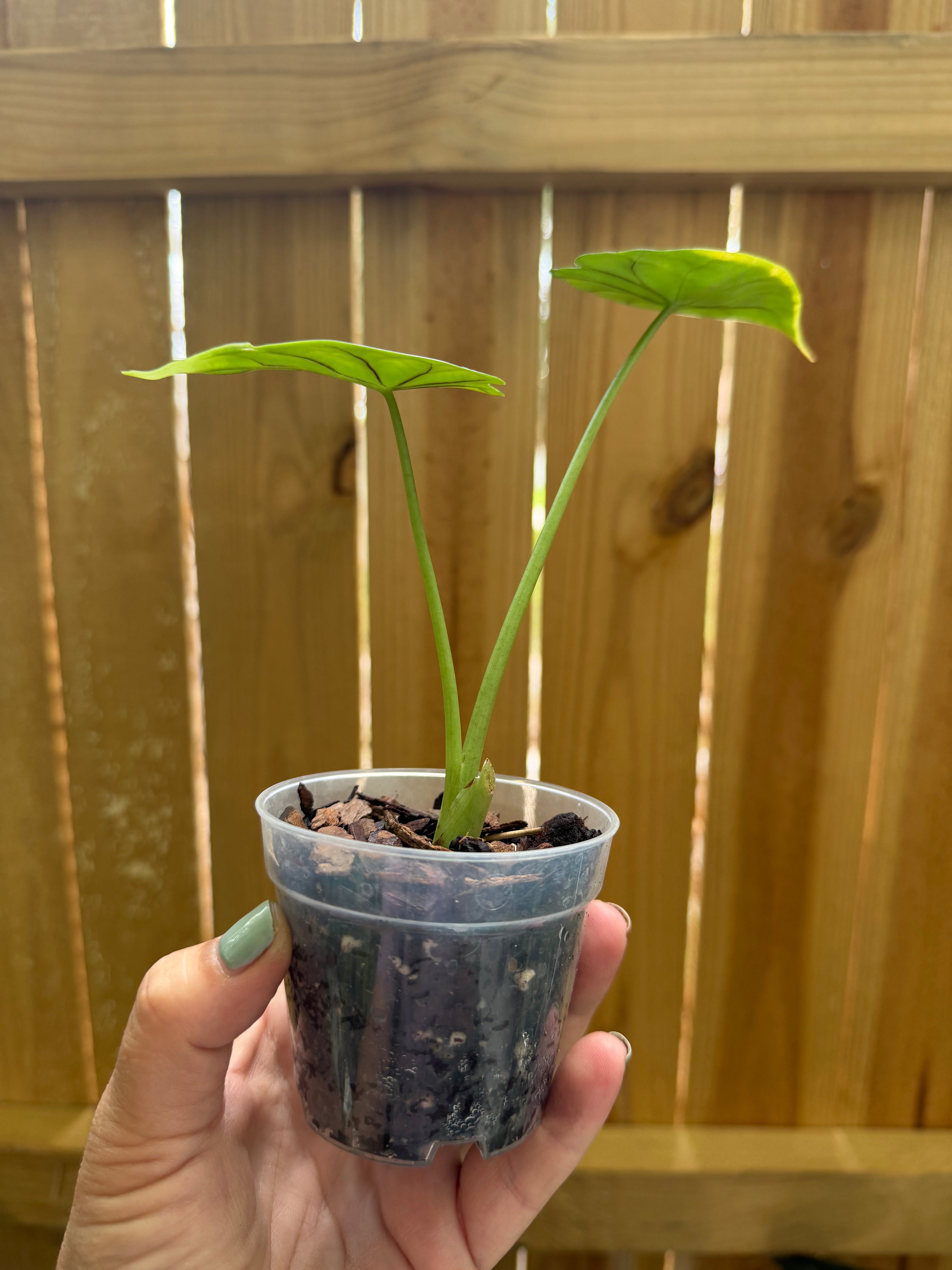 Alocasia baginda ‘Dragon Scale’ | 3" Pot