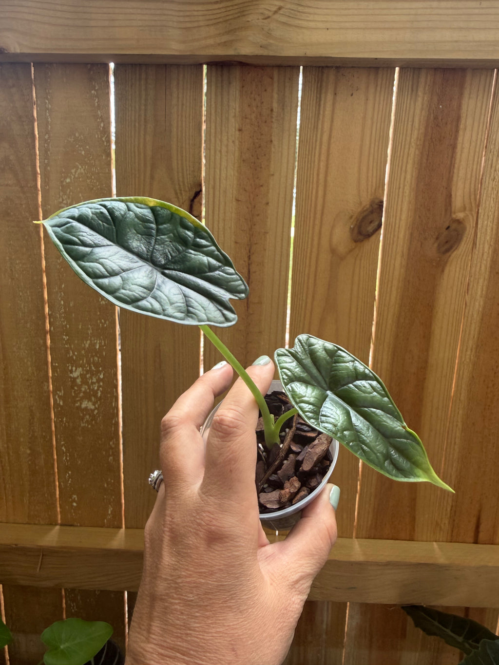 Alocasia baginda ‘Dragon Scale’ | 3" Pot