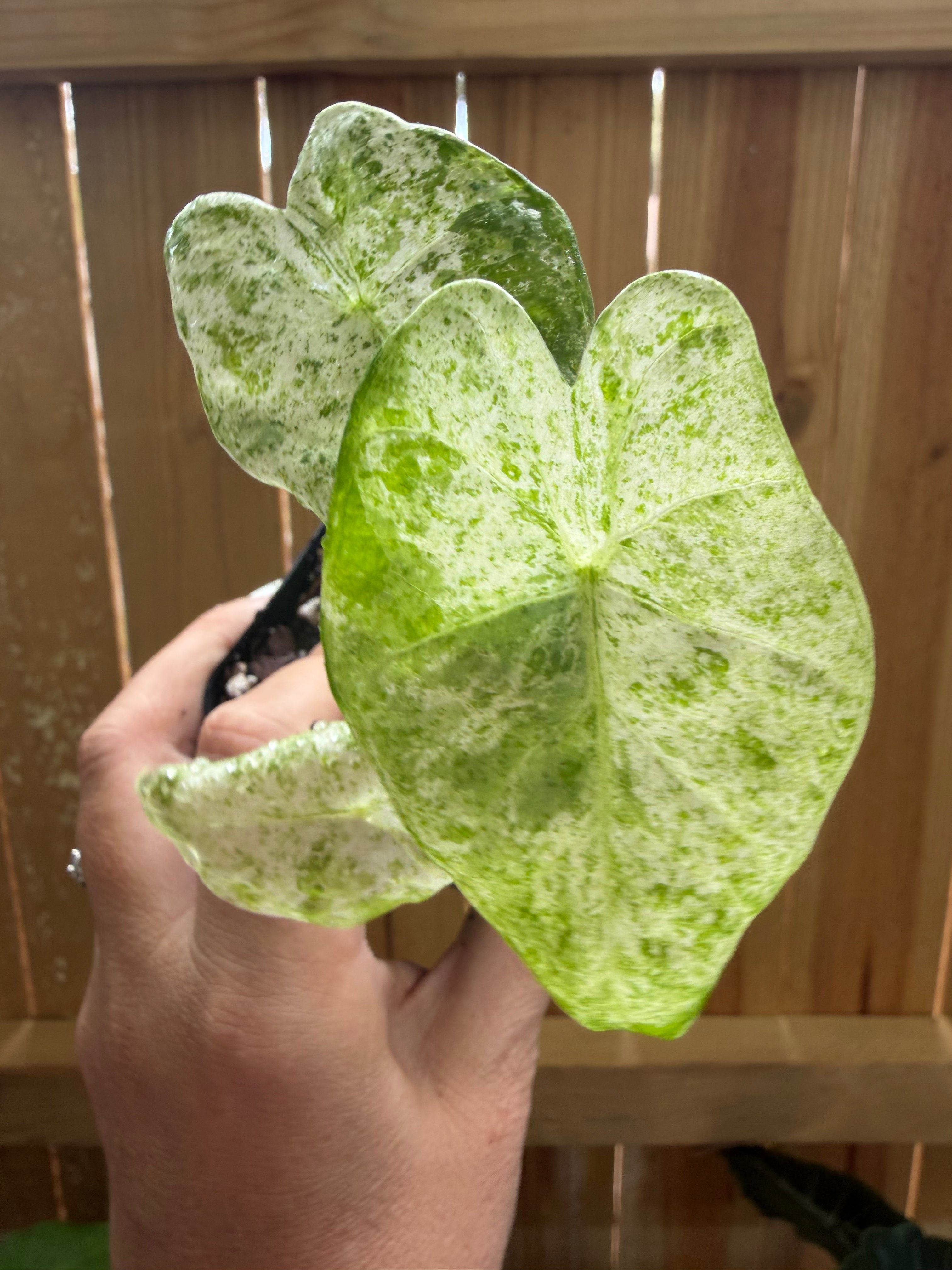 Alocasia odora ‘Batik’ Variegated | 3" Pot