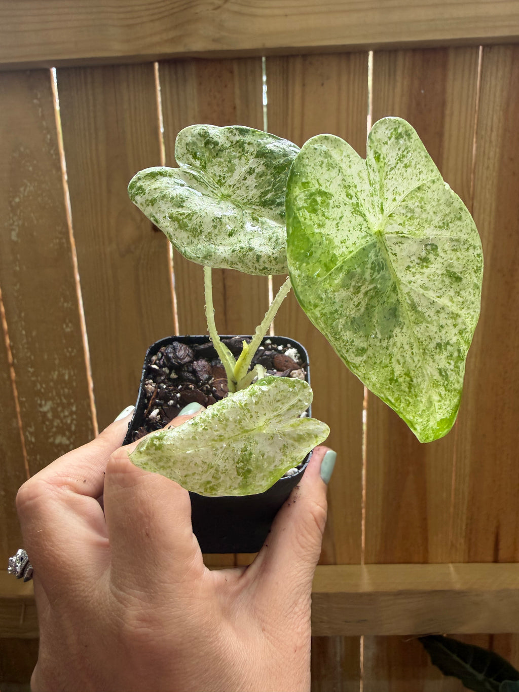 Alocasia odora ‘Batik’ Variegated | 3" Pot