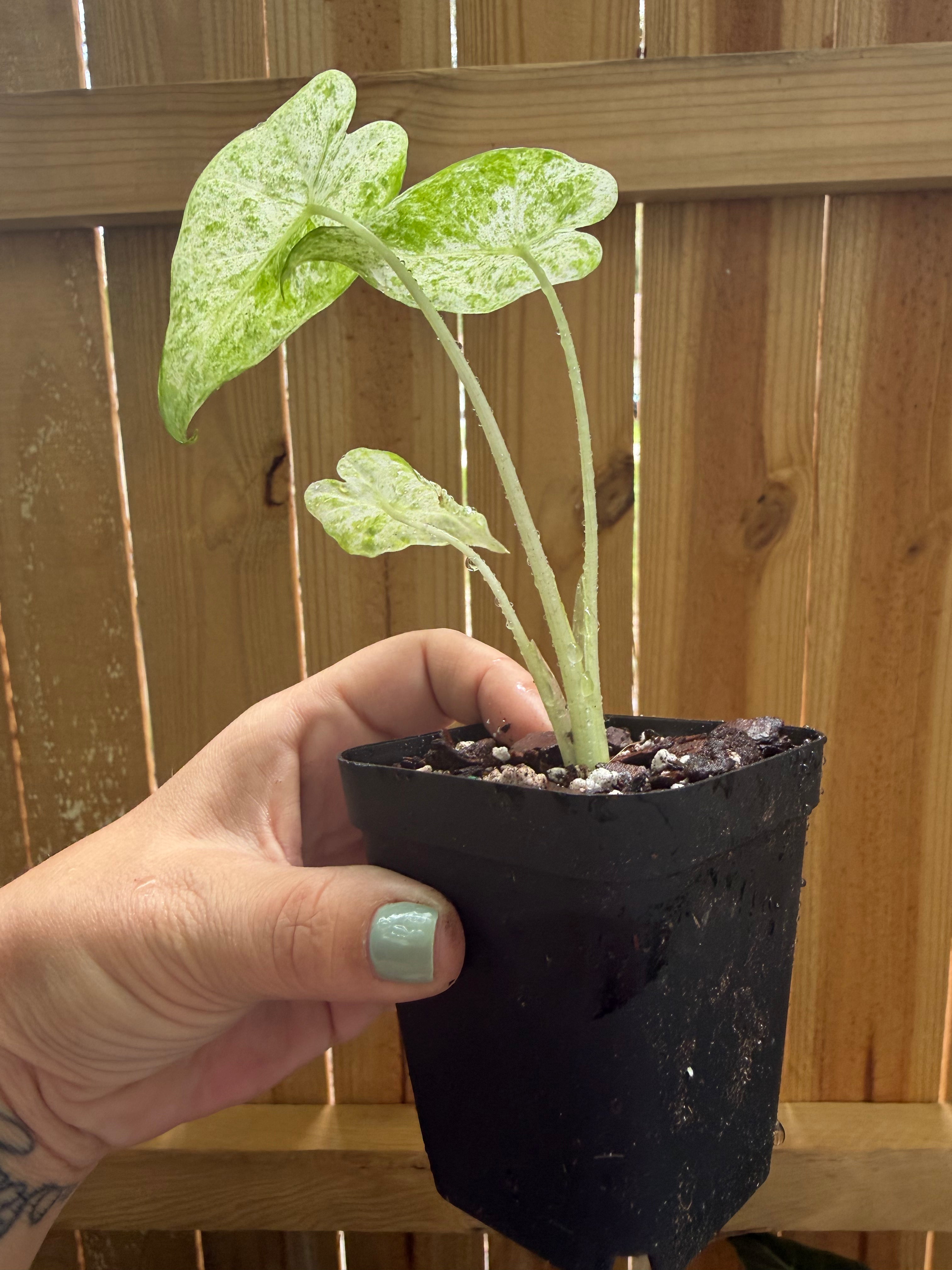 Alocasia odora ‘Batik’ Variegated | 3" Pot