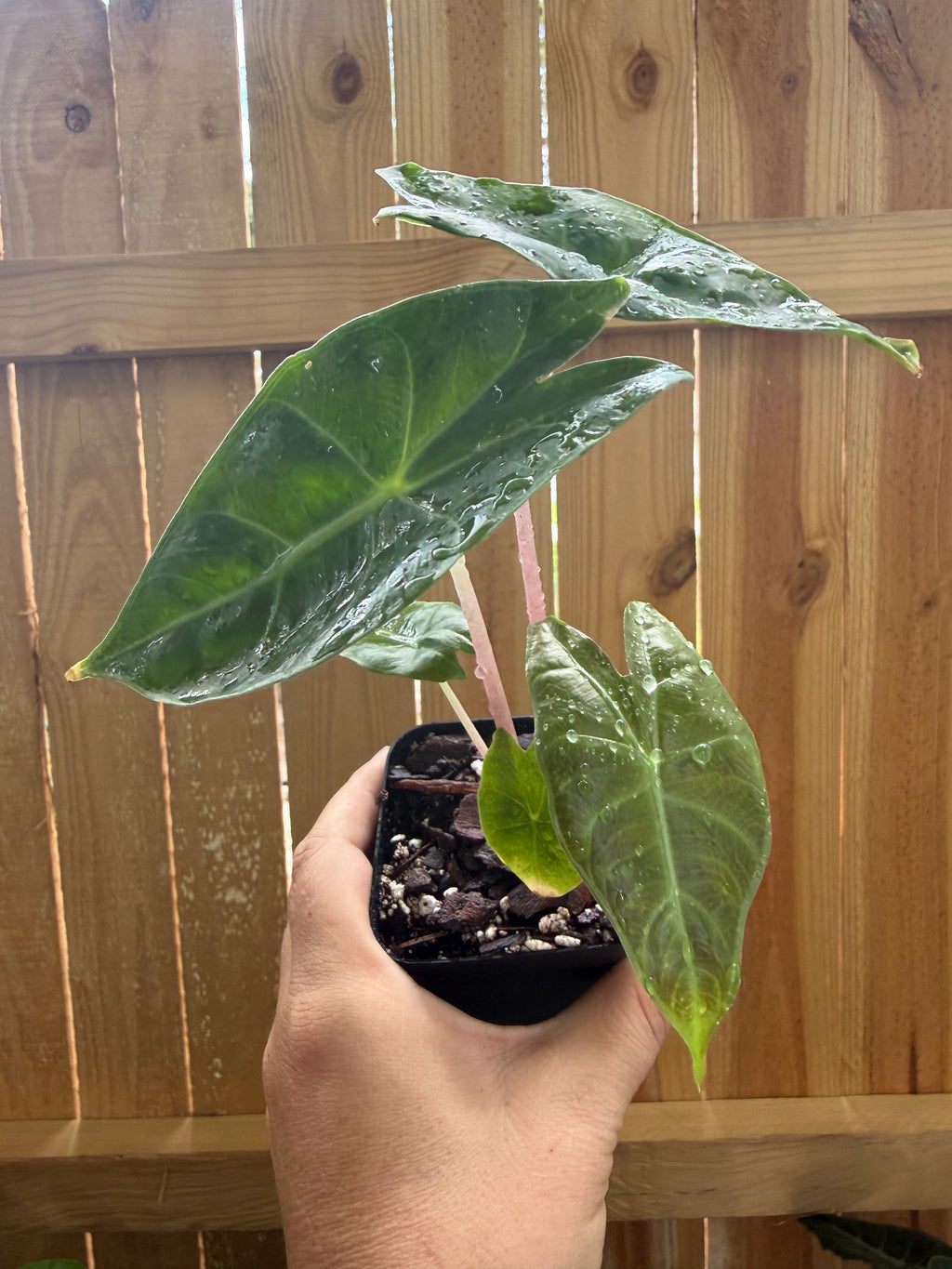 Alocasia ‘Pink Dragon’ | 3" Pot