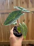 Alocasia ‘Pink Dragon’ | 3" Pot
