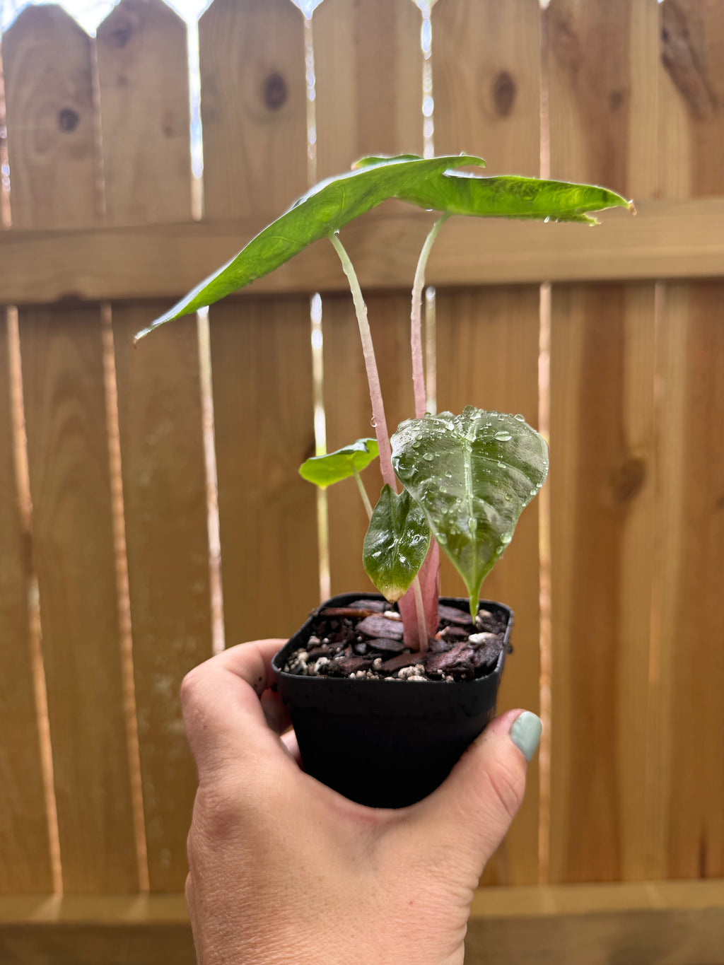 Alocasia ‘Pink Dragon’ | 3" Pot
