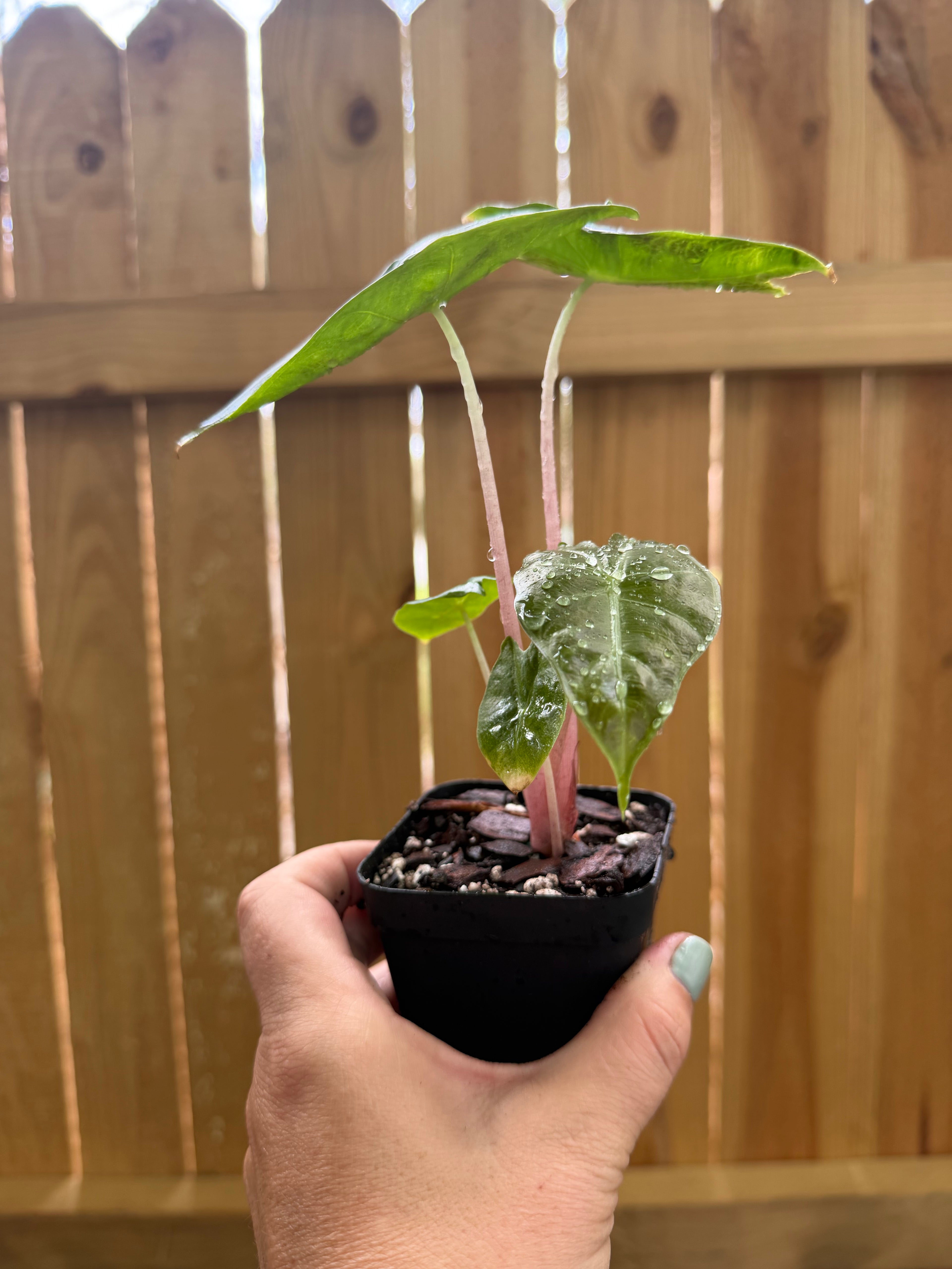Alocasia ‘Pink Dragon’ | 3" Pot
