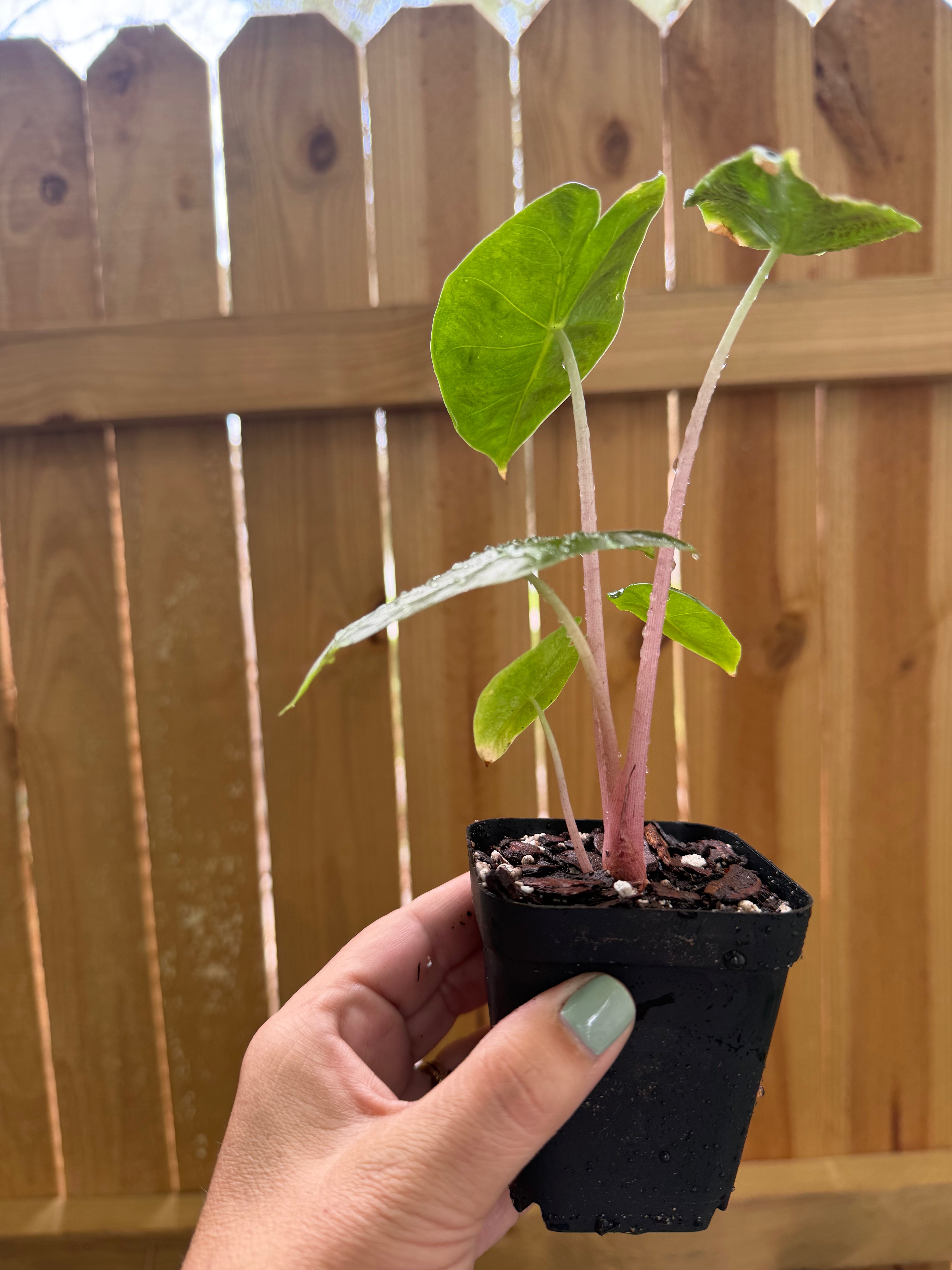 Alocasia ‘Pink Dragon’ | 3" Pot