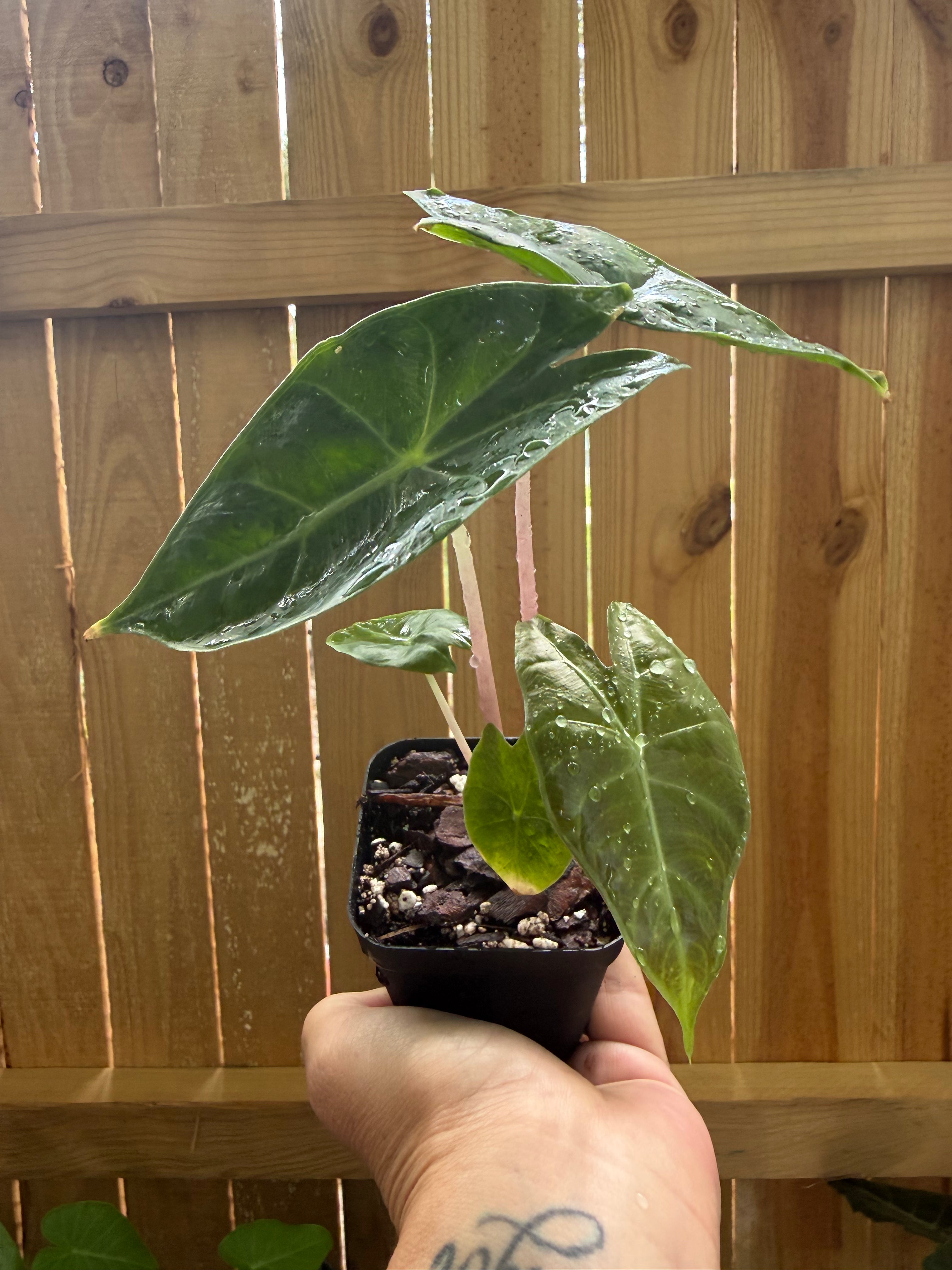Alocasia ‘Pink Dragon’ | 3" Pot