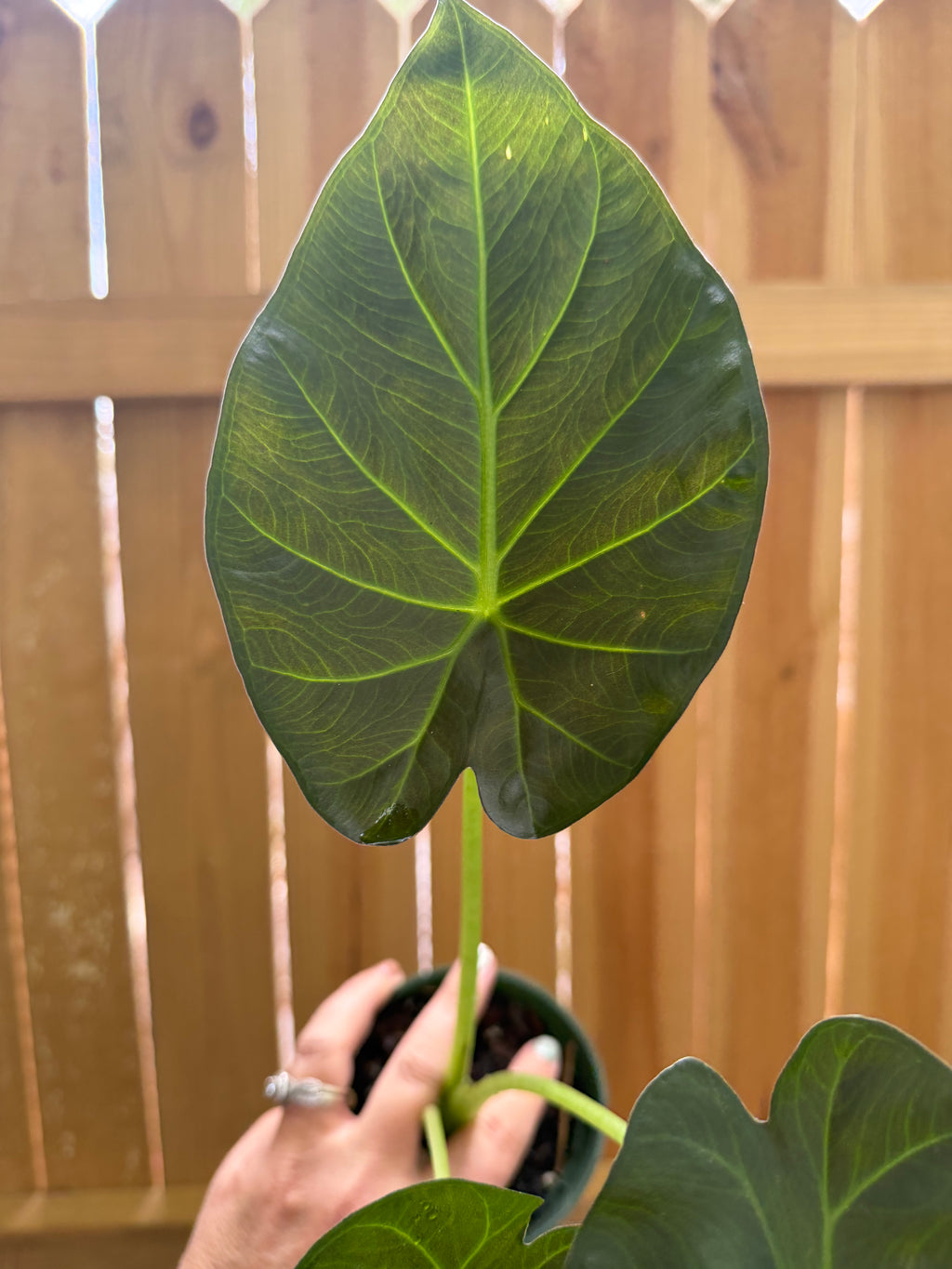 Alocasia ‘Regal Shields’ | 1 Gallon