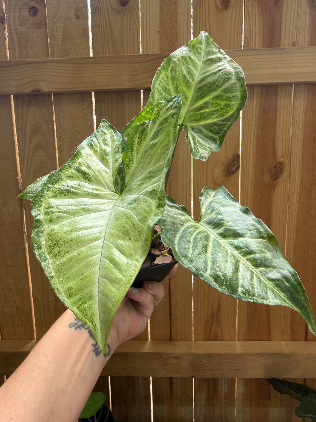 Syngonium ‘Batik’ | 3" Pot