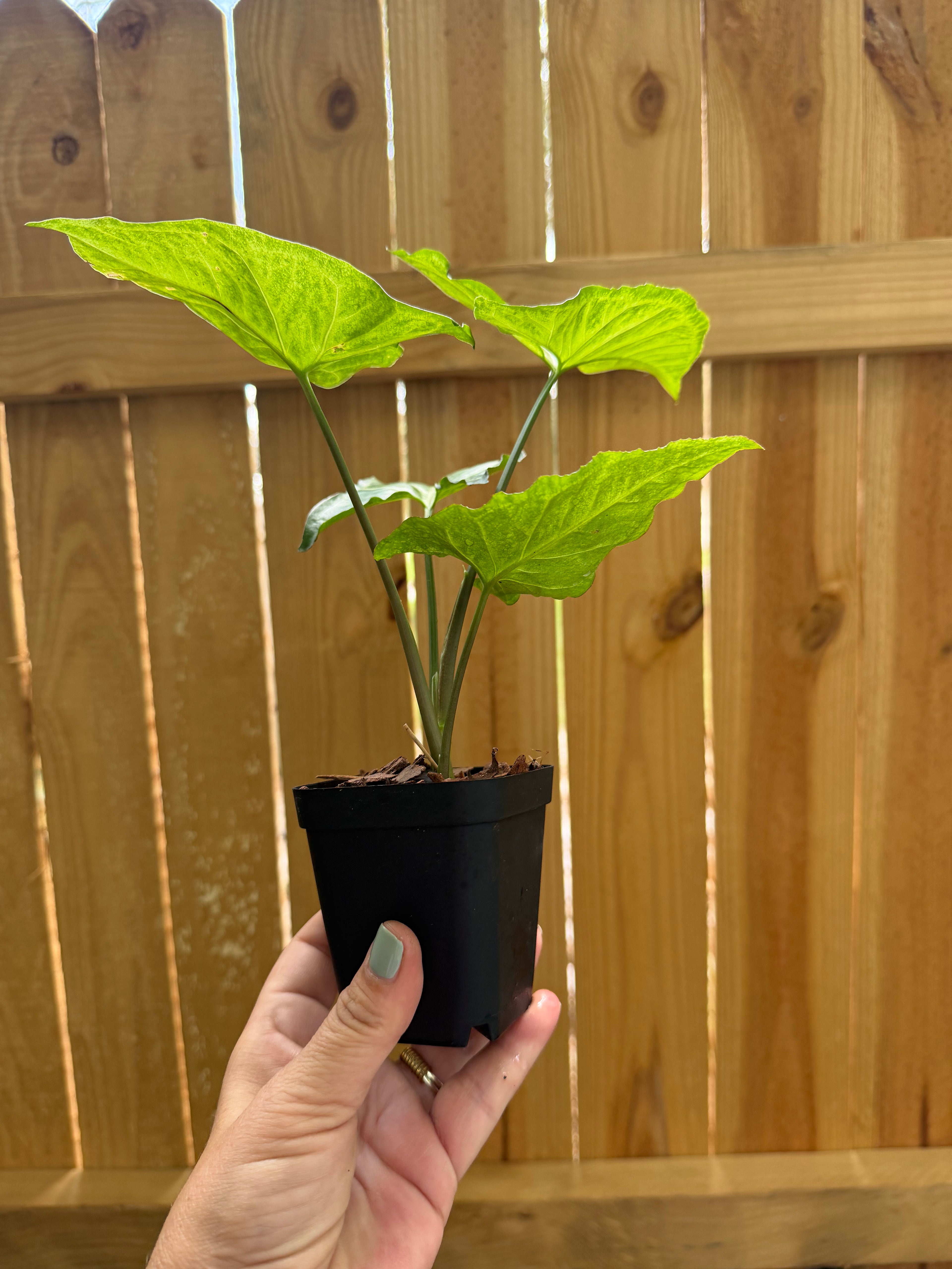 Syngonium ‘Batik’ | 3" Pot