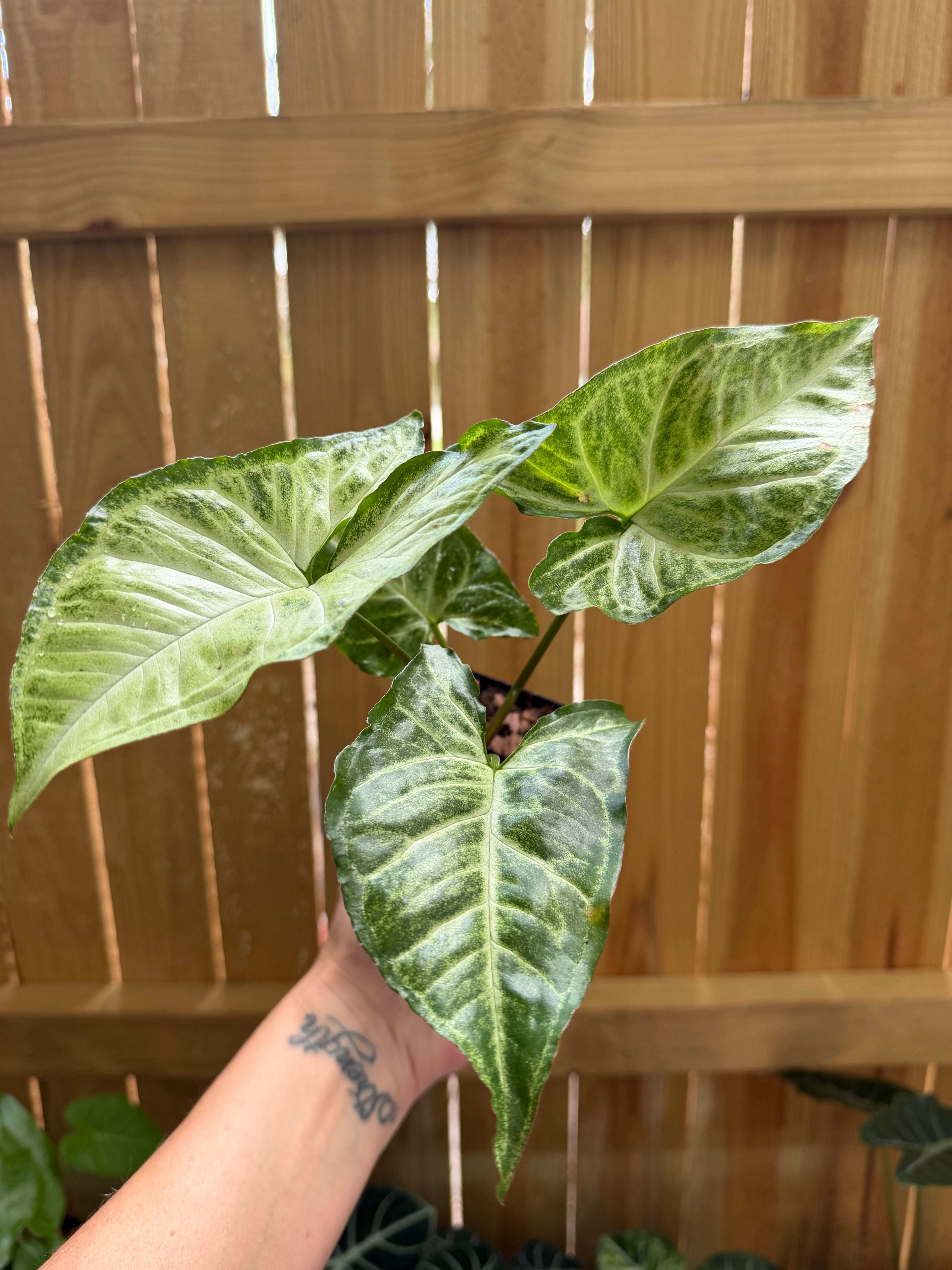 Syngonium ‘Batik’ | 3" Pot