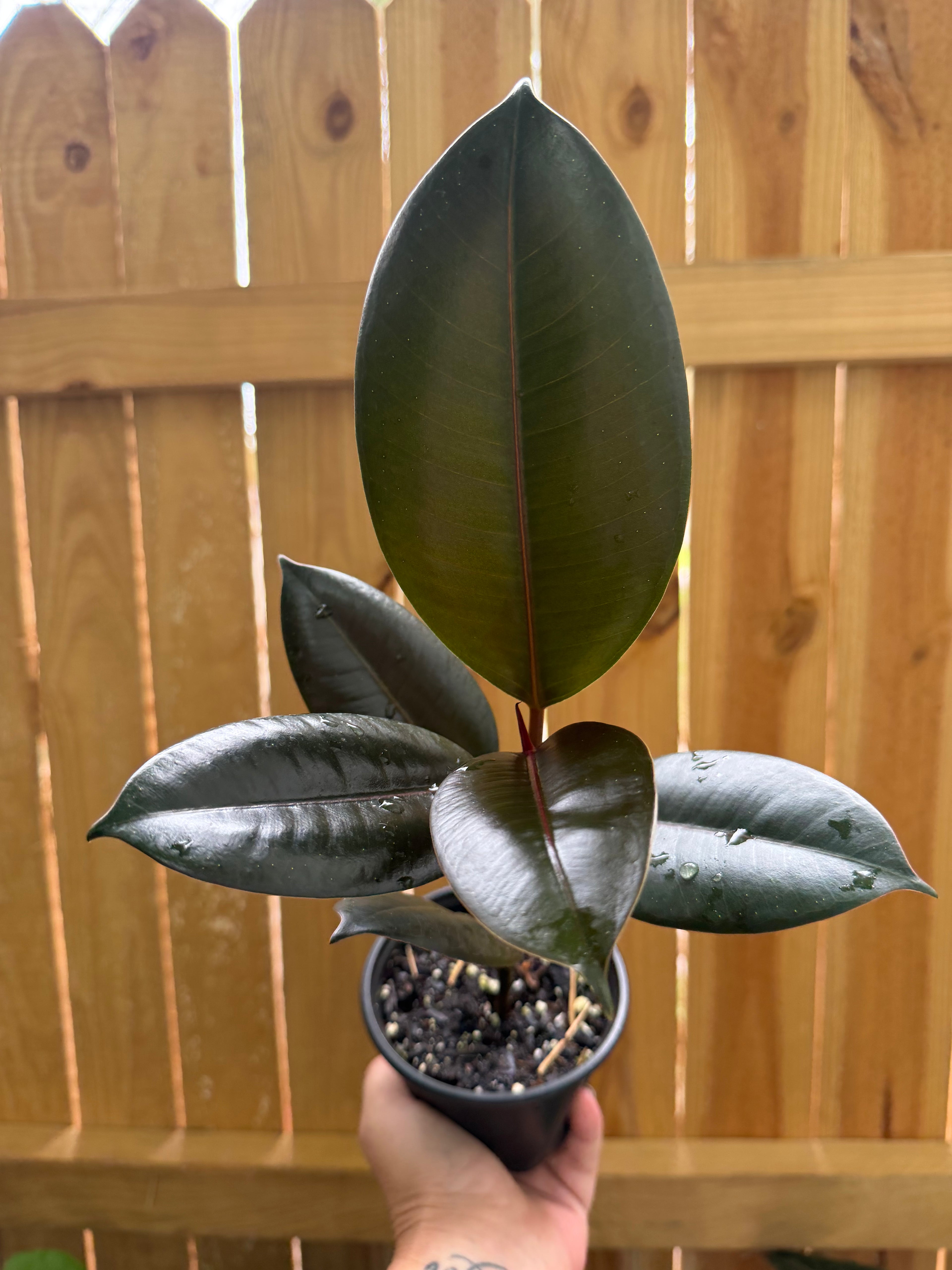 Ficus elastica ‘Burgundy’ | 4" Pot
