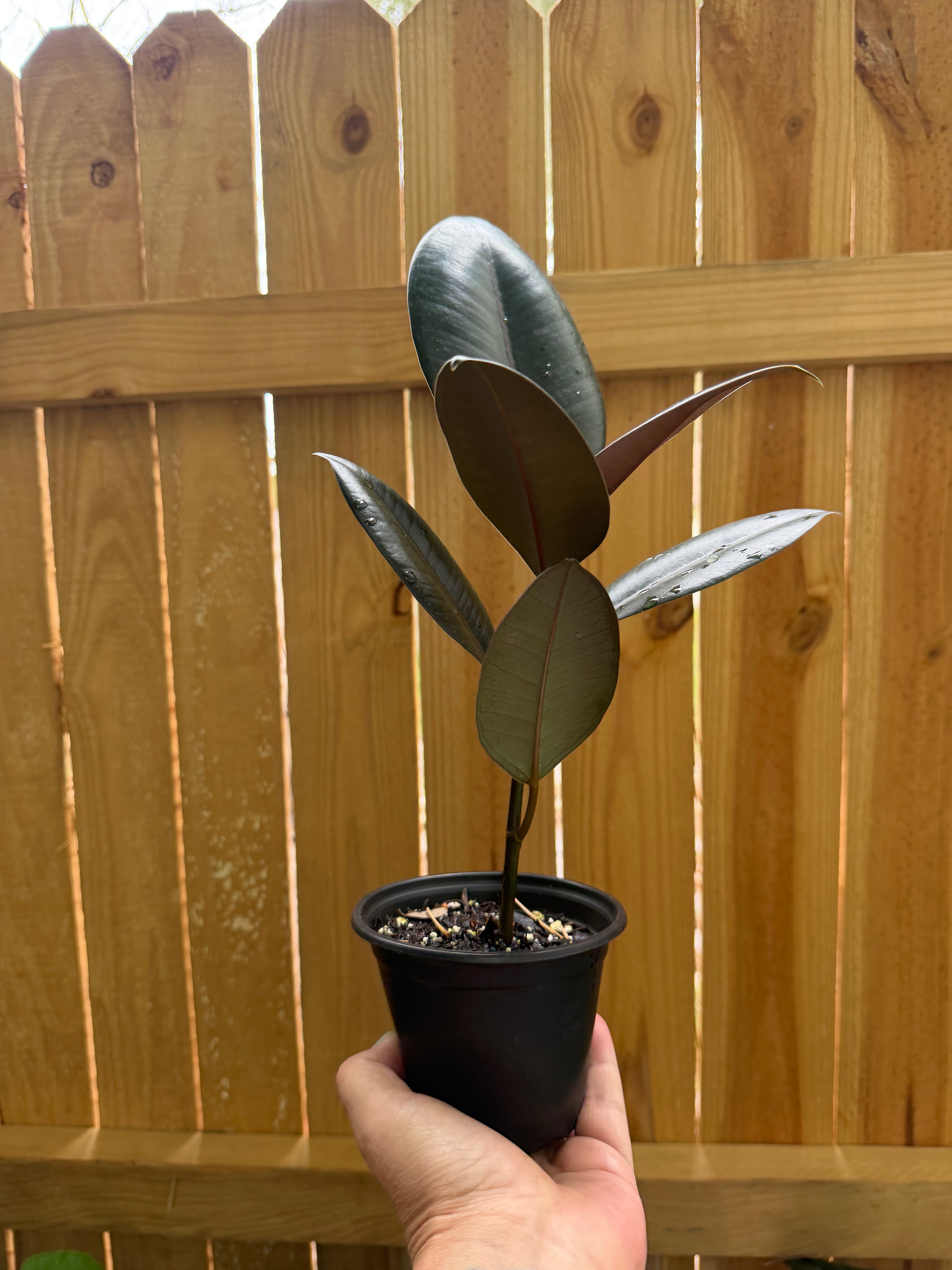 Ficus elastica ‘Burgundy’ | 4" Pot
