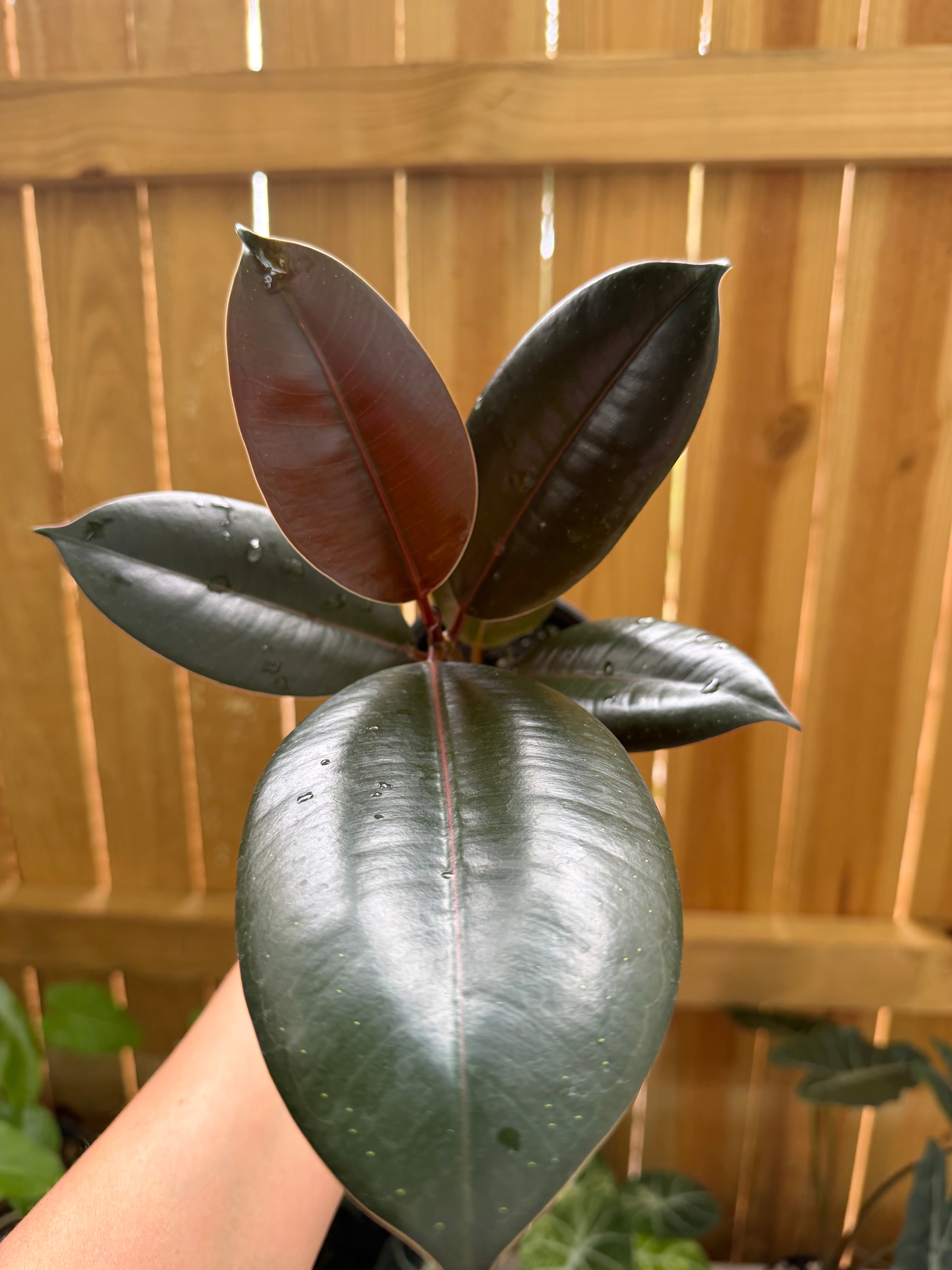 Ficus elastica ‘Burgundy’ | 4" Pot