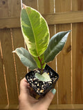 Ficus elastica ‘Tineke’ | 3" Pot