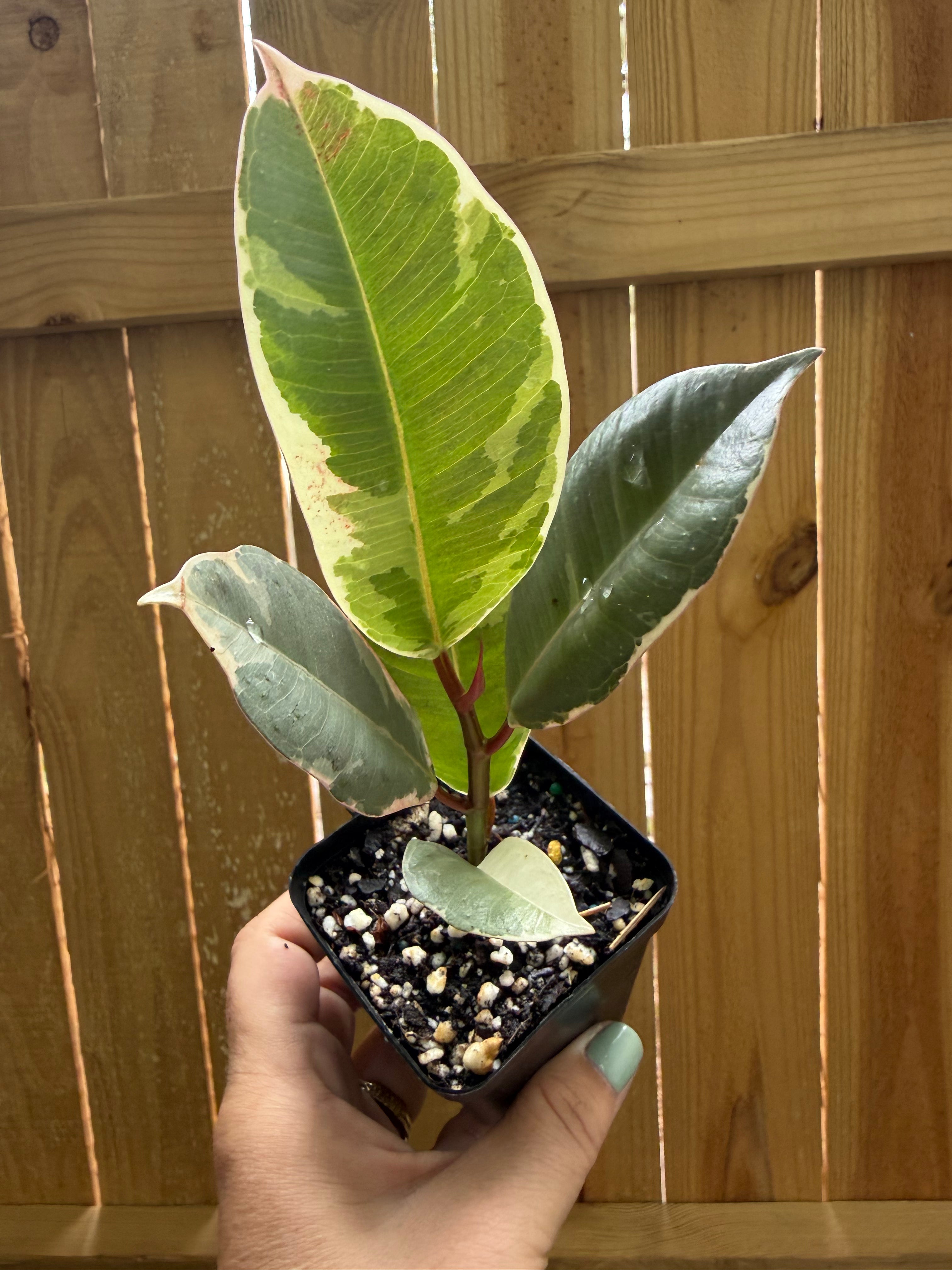 Ficus elastica ‘Tineke’ | 3" Pot
