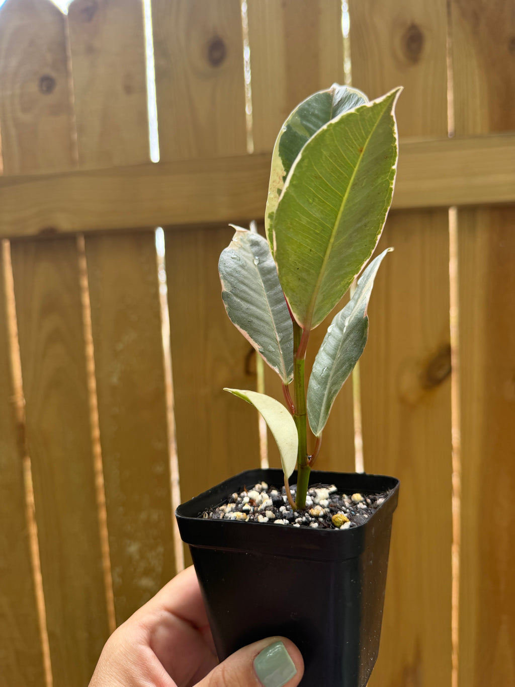 Ficus elastica ‘Tineke’ | 3" Pot
