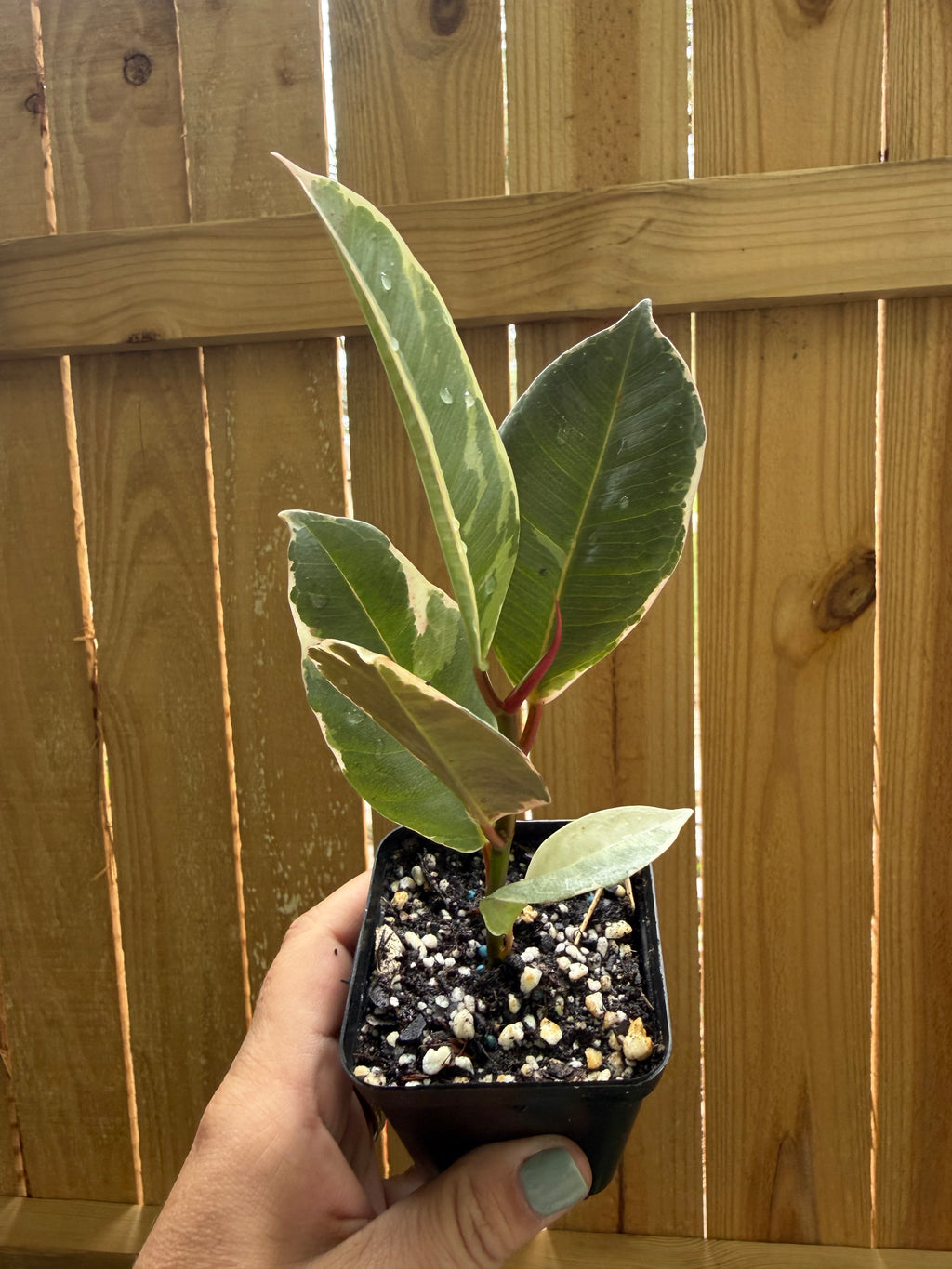 Ficus elastica ‘Tineke’ | 3" Pot