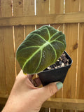 Alocasia reginula ‘Black Velvet’ | 3" Pot