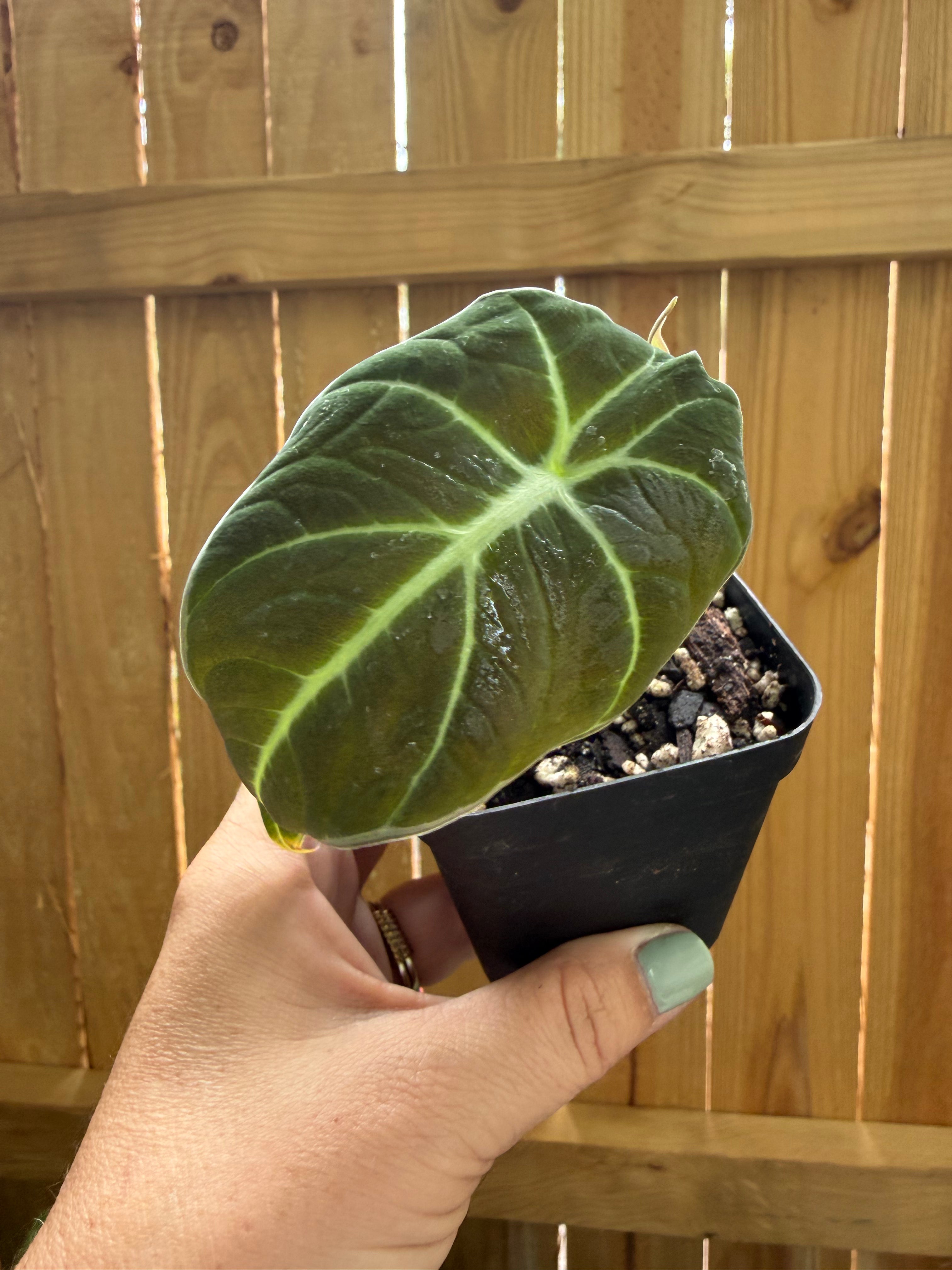Alocasia reginula ‘Black Velvet’ | 3" Pot