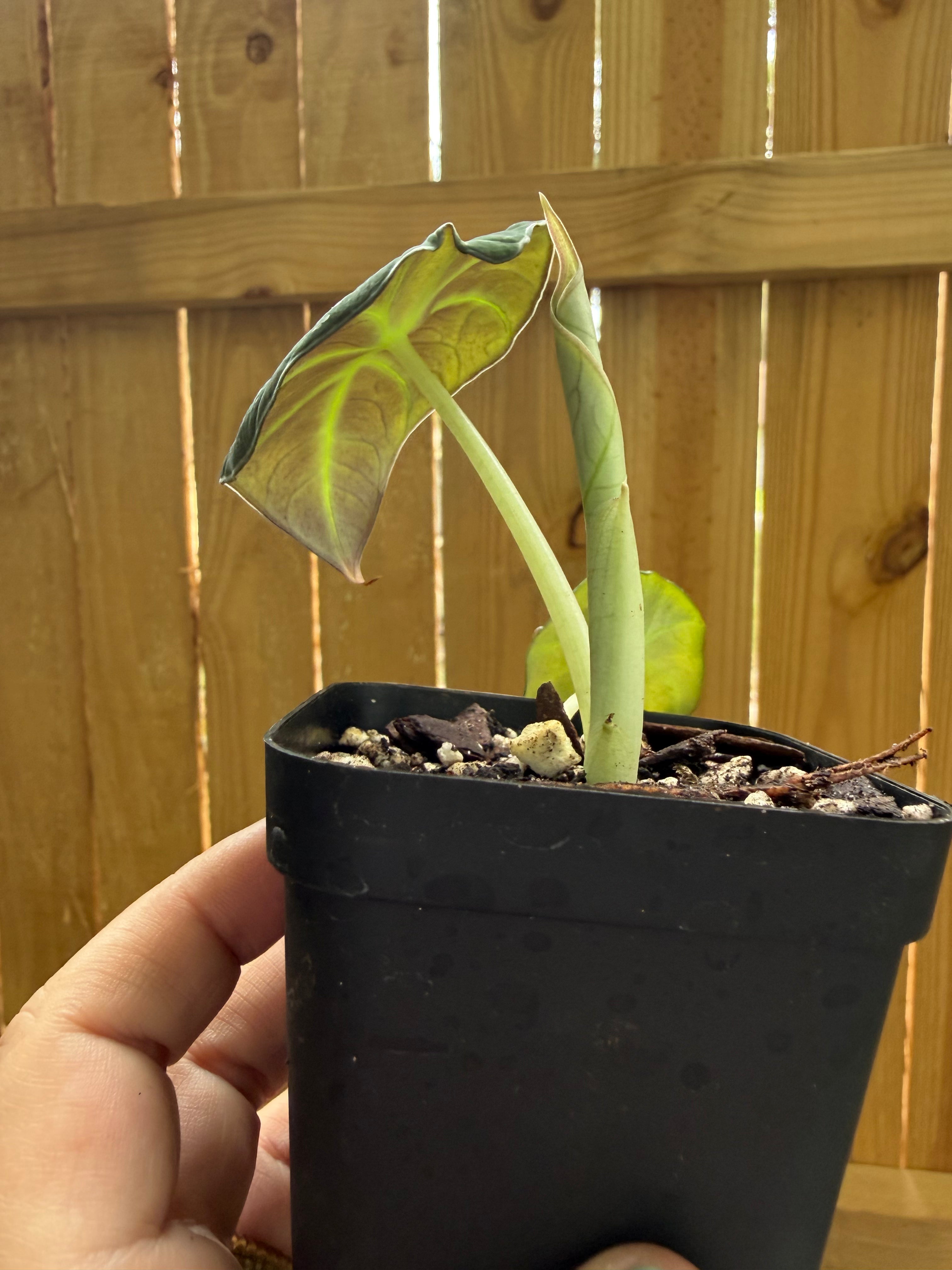Alocasia reginula ‘Black Velvet’ | 3" Pot